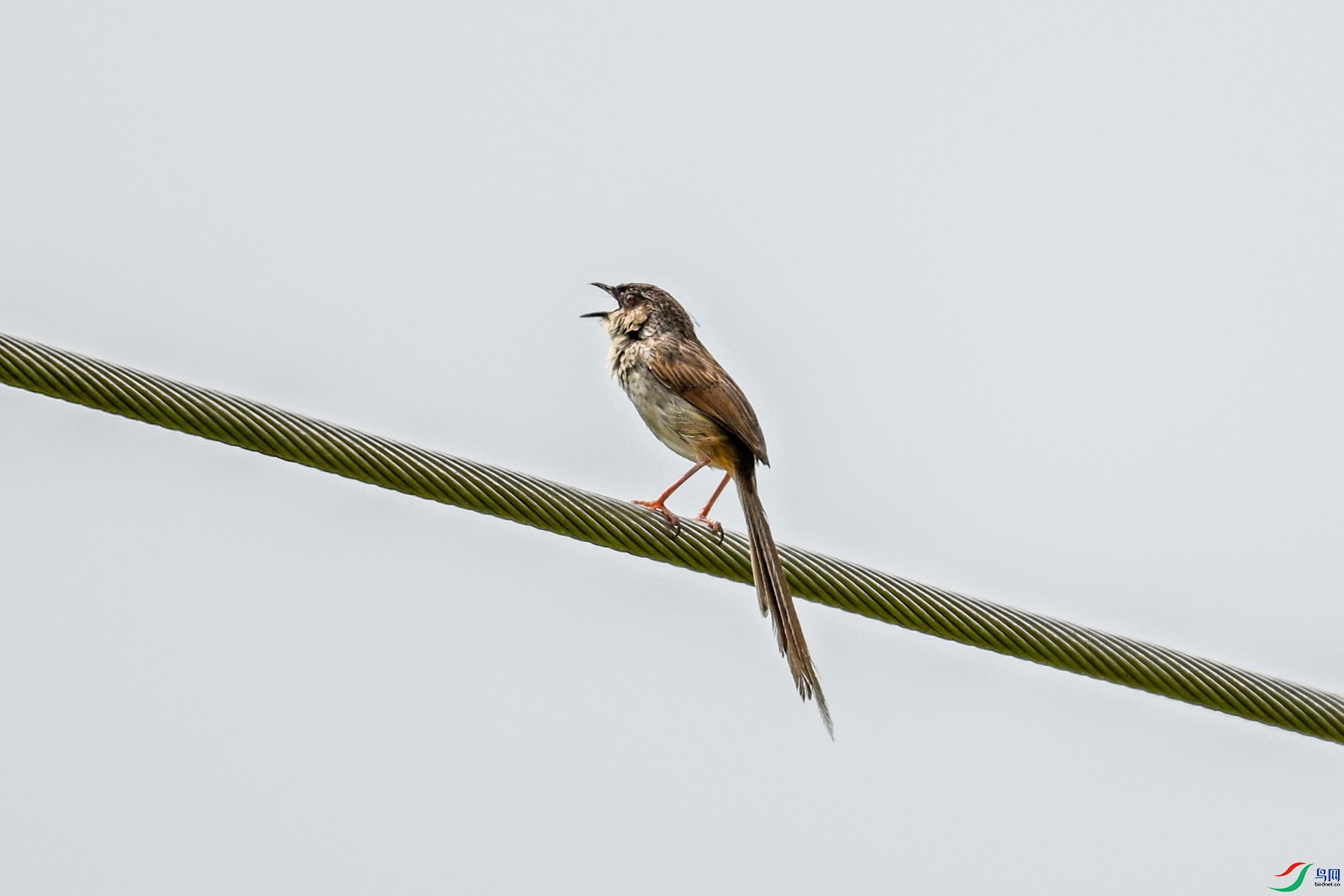 DSC_7368.JPG
