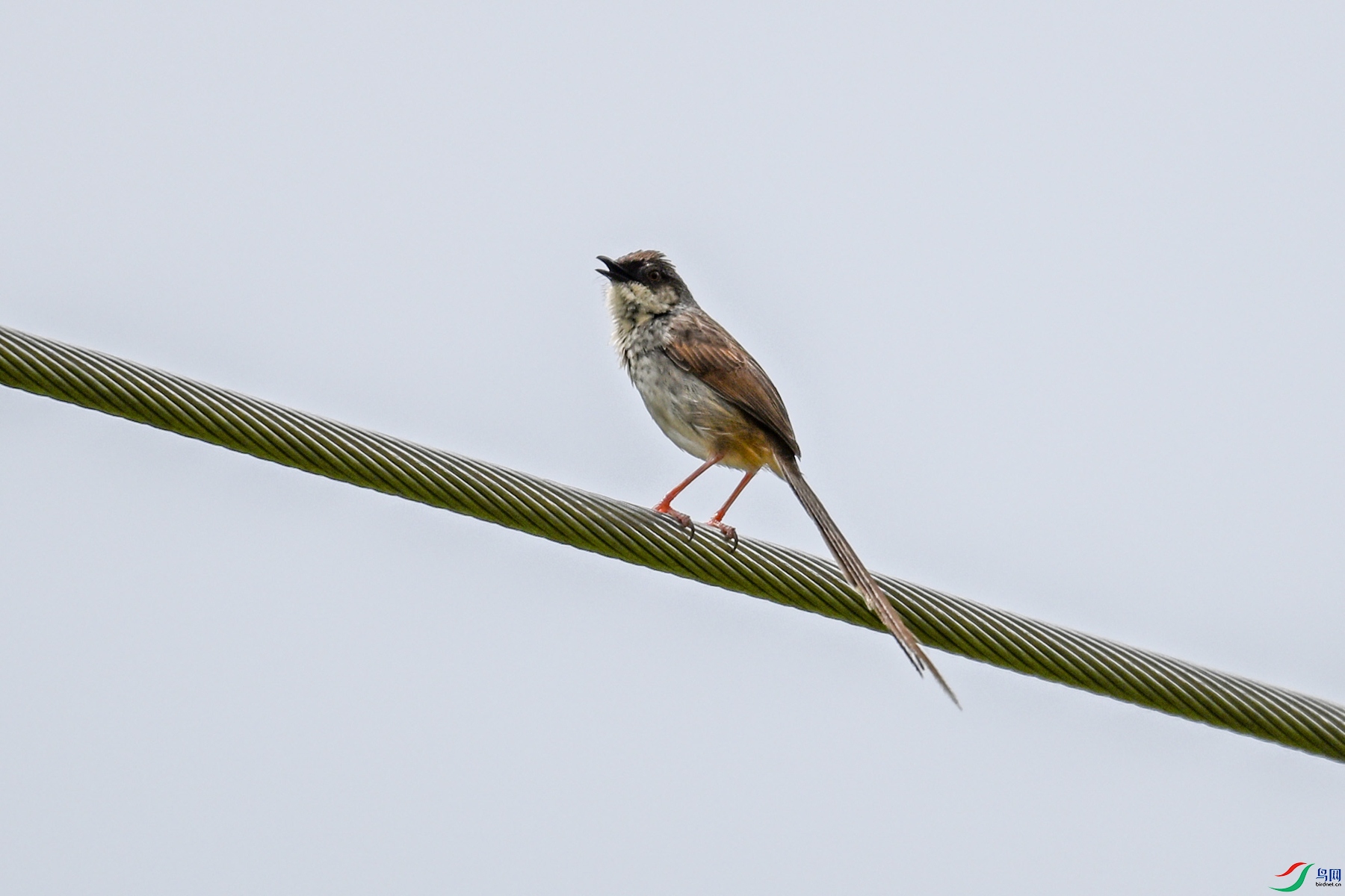 DSC_7371.JPG