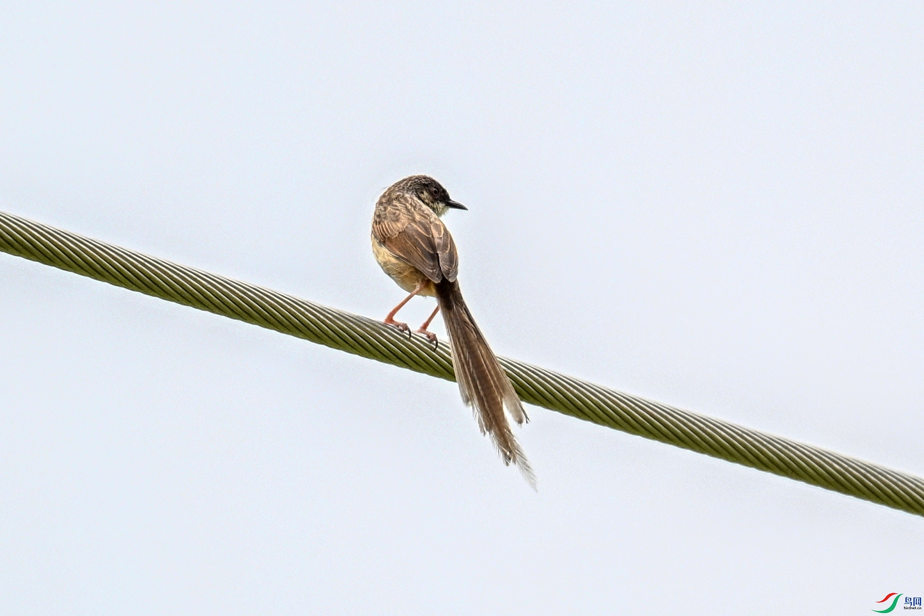 DSC_7377.JPG