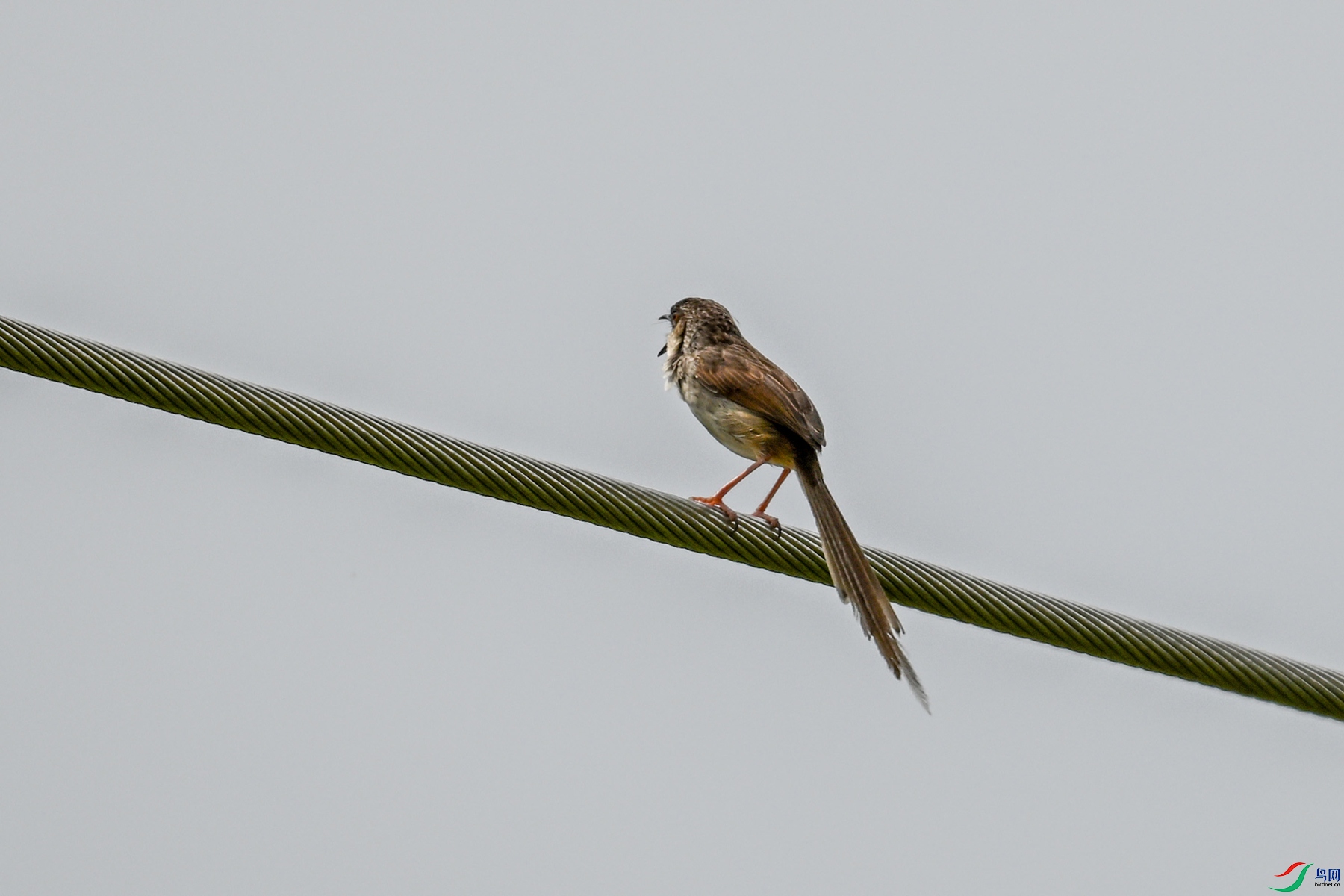 DSC_7363.JPG