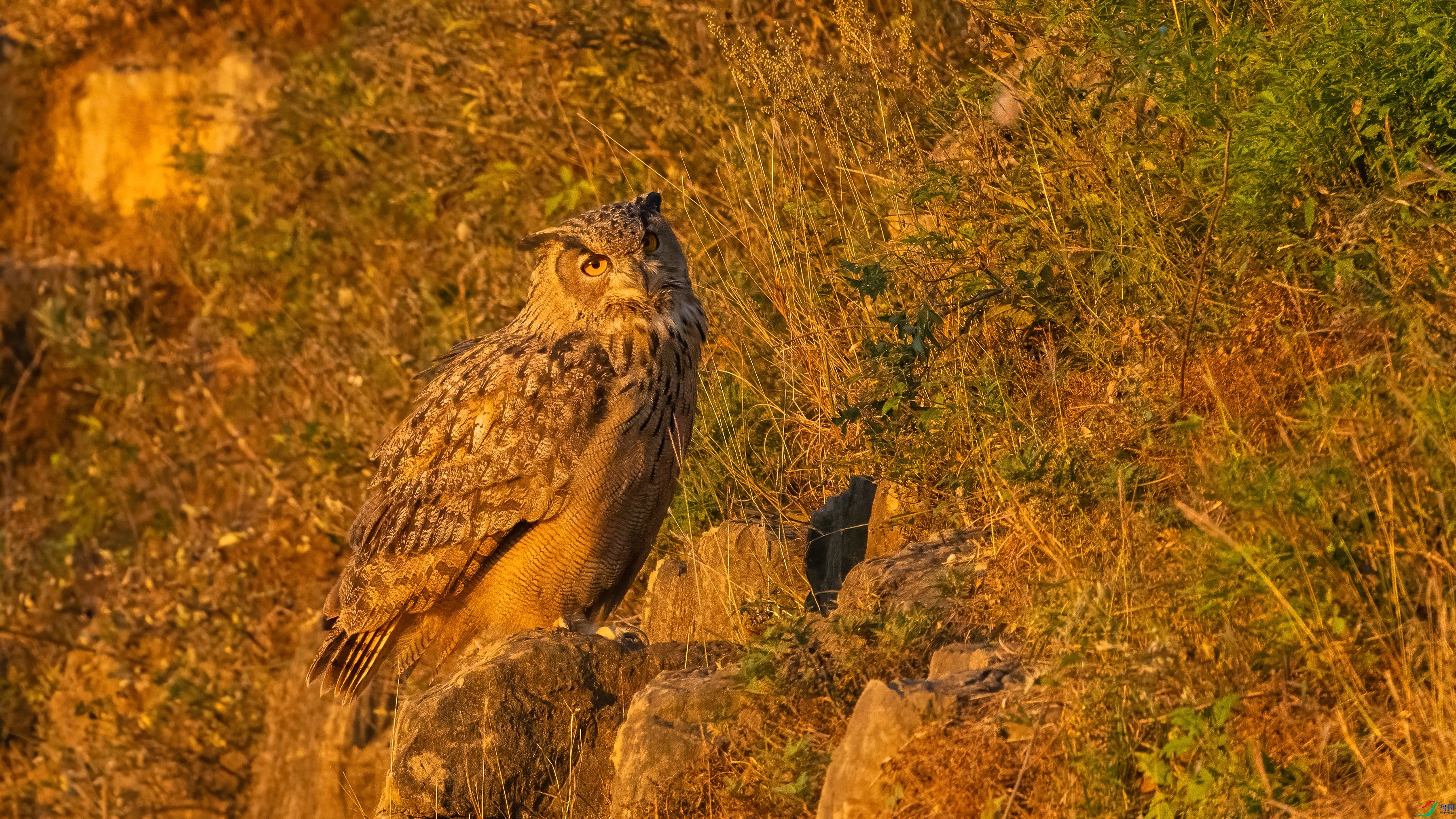 DSC_1084.jpg