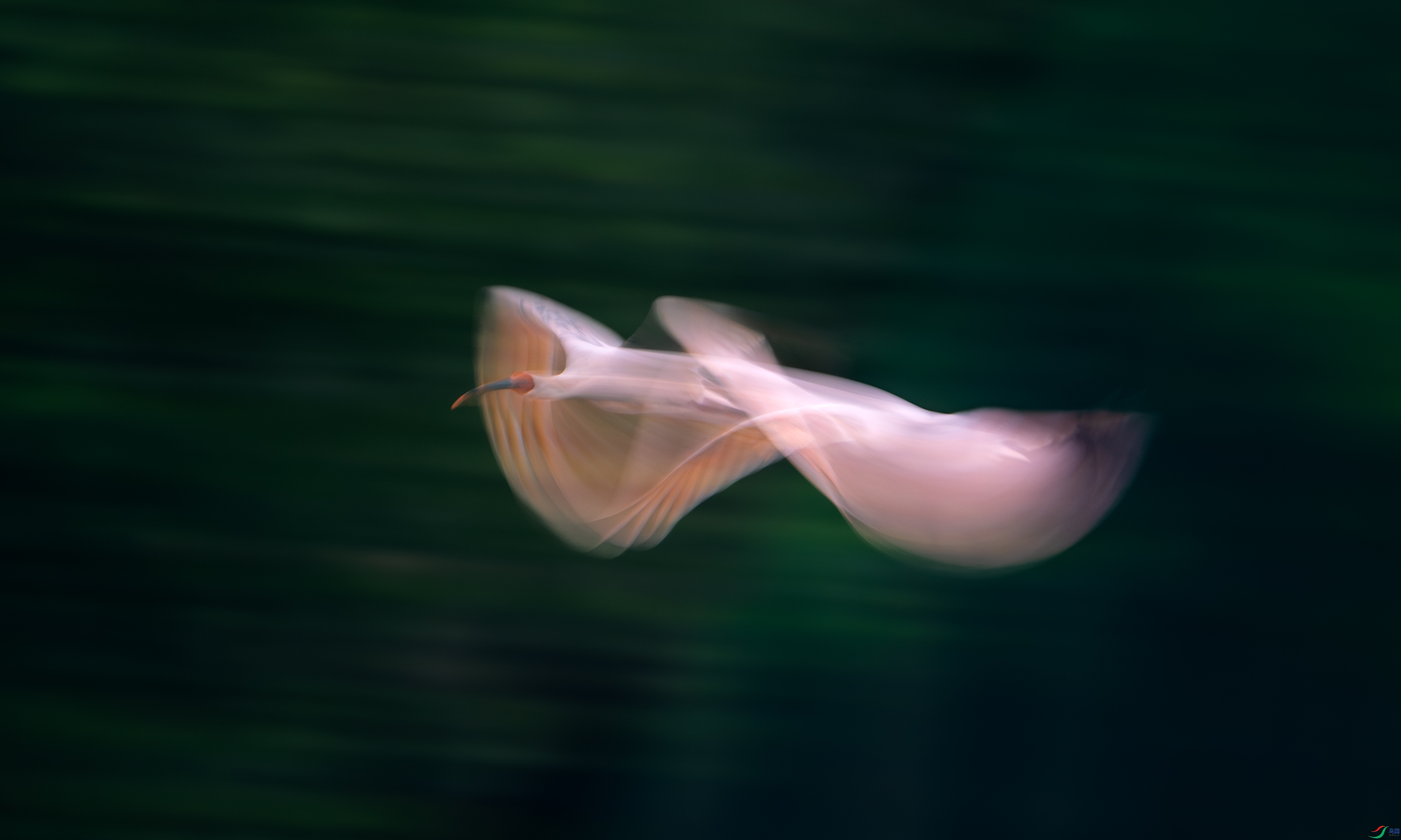 DSC_8159-����ǿ-NR-1.jpg