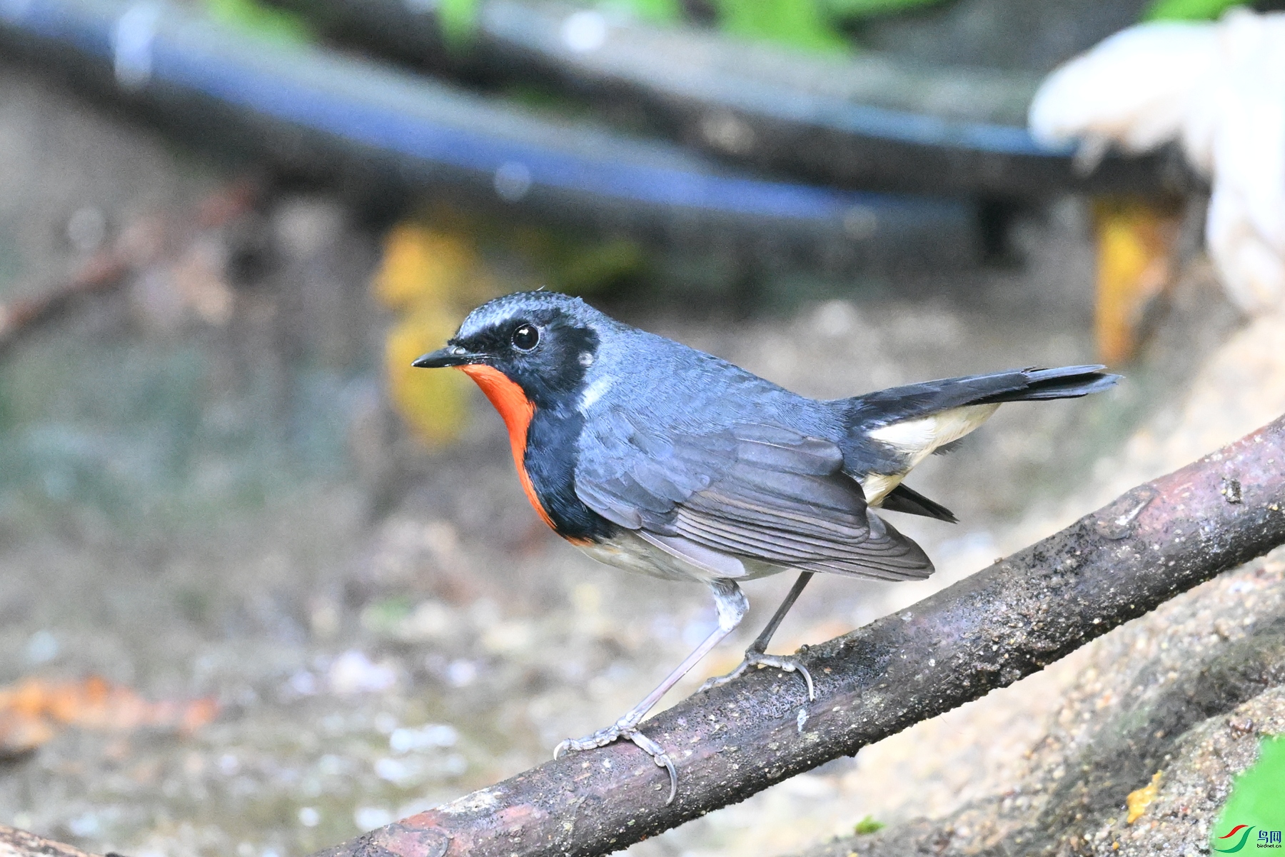 DSC_7296.JPG