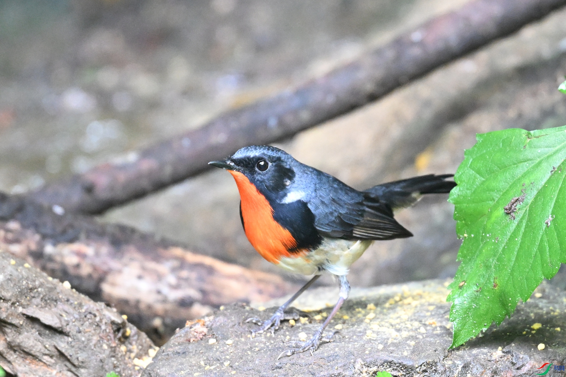 DSC_7315.JPG