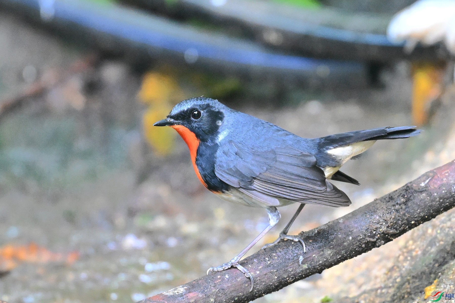DSC_7297.JPG