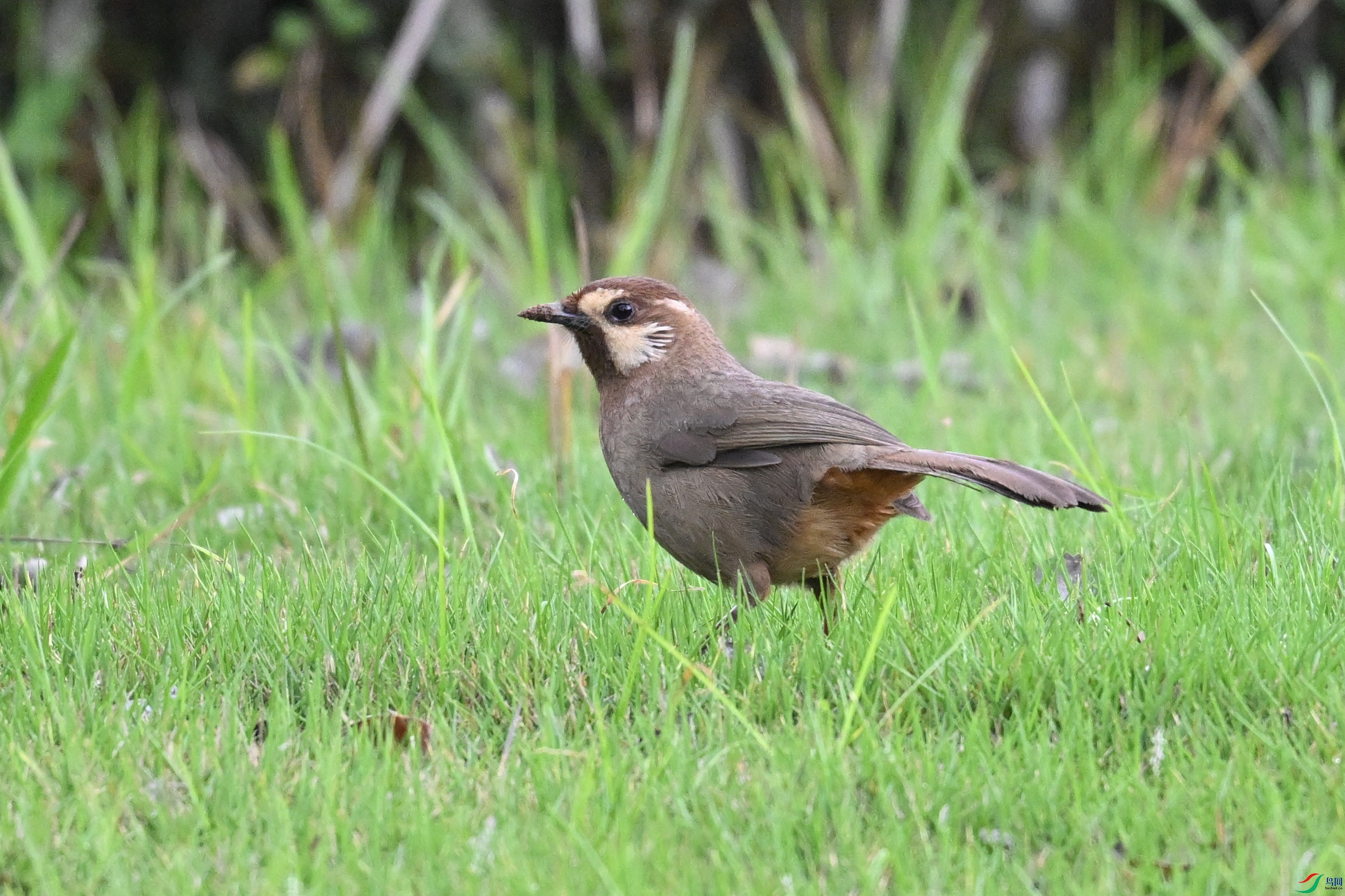DSC_7398.JPG