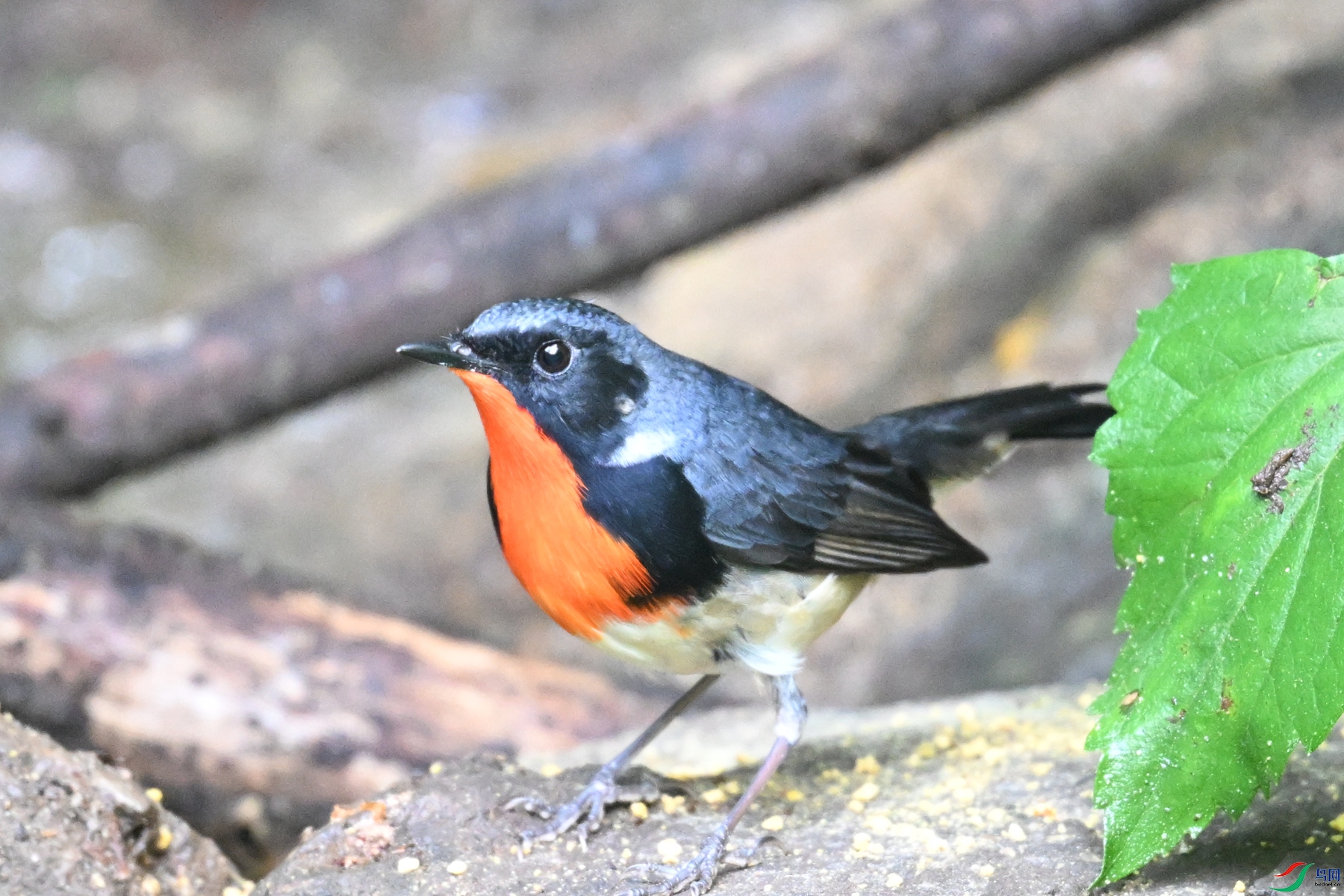 DSC_7318.JPG
