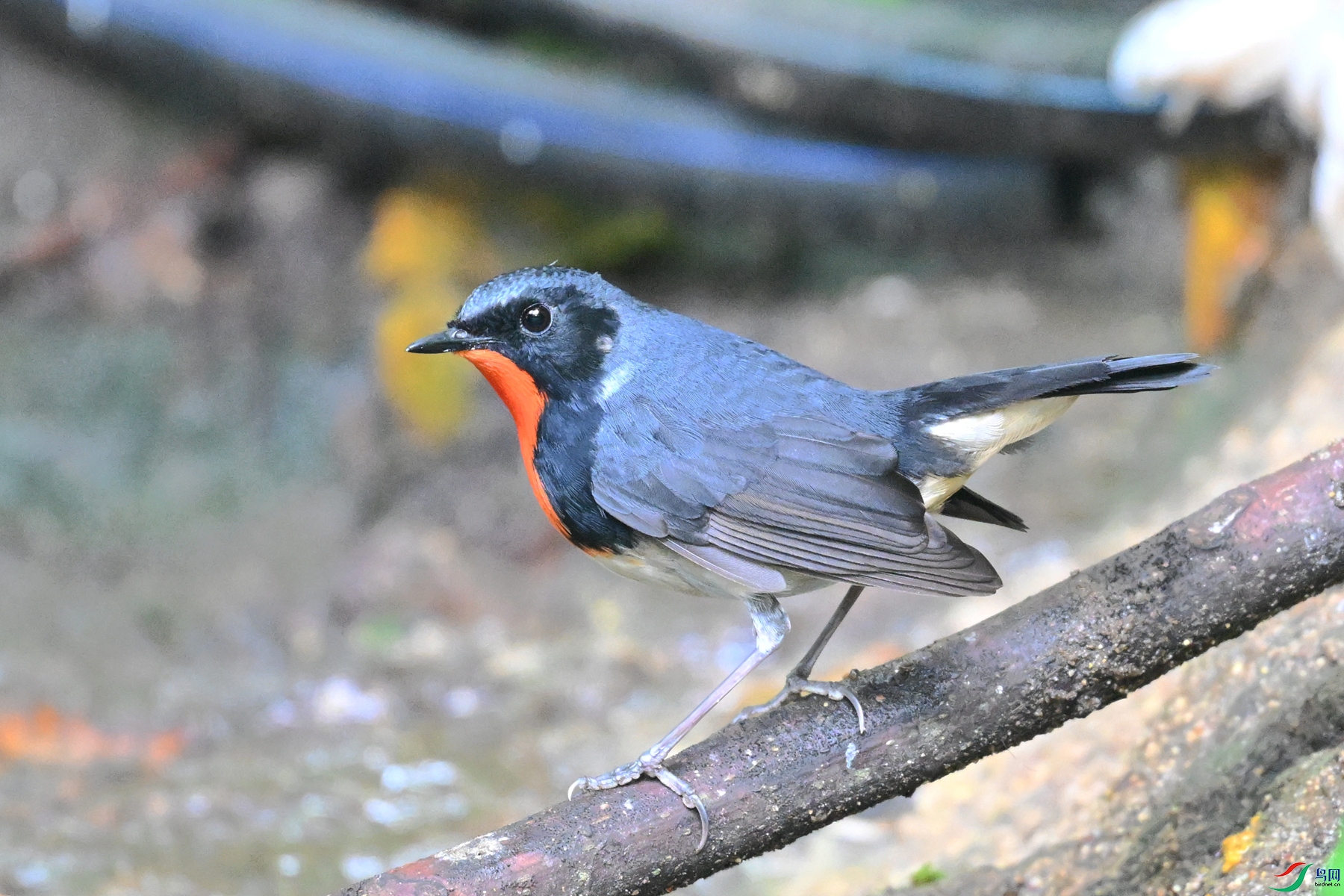 DSC_7298.JPG