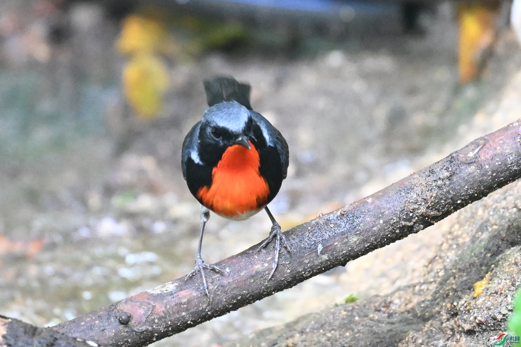 DSC_7306.JPG