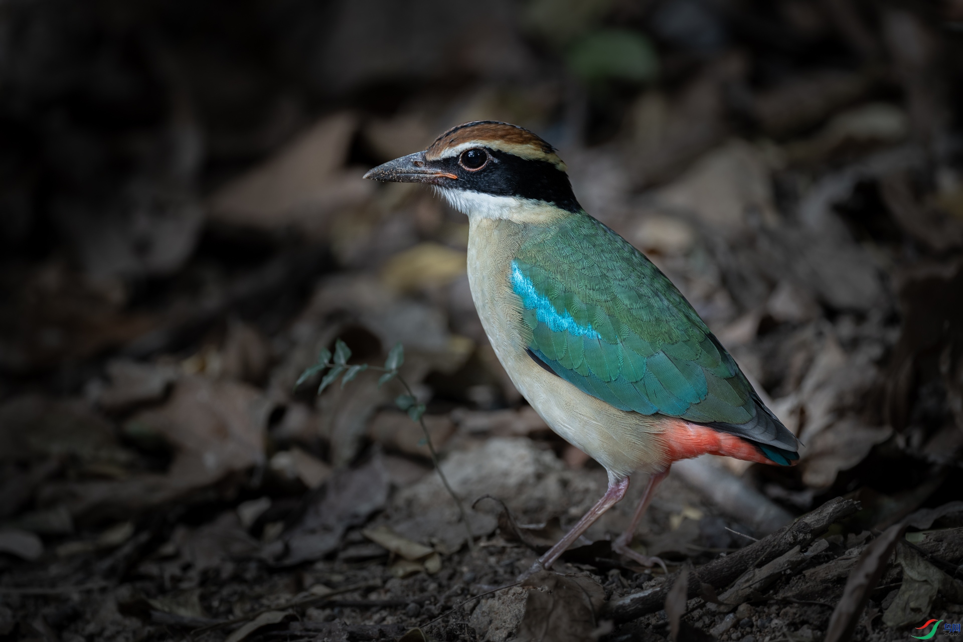 _DSC9113.jpg
