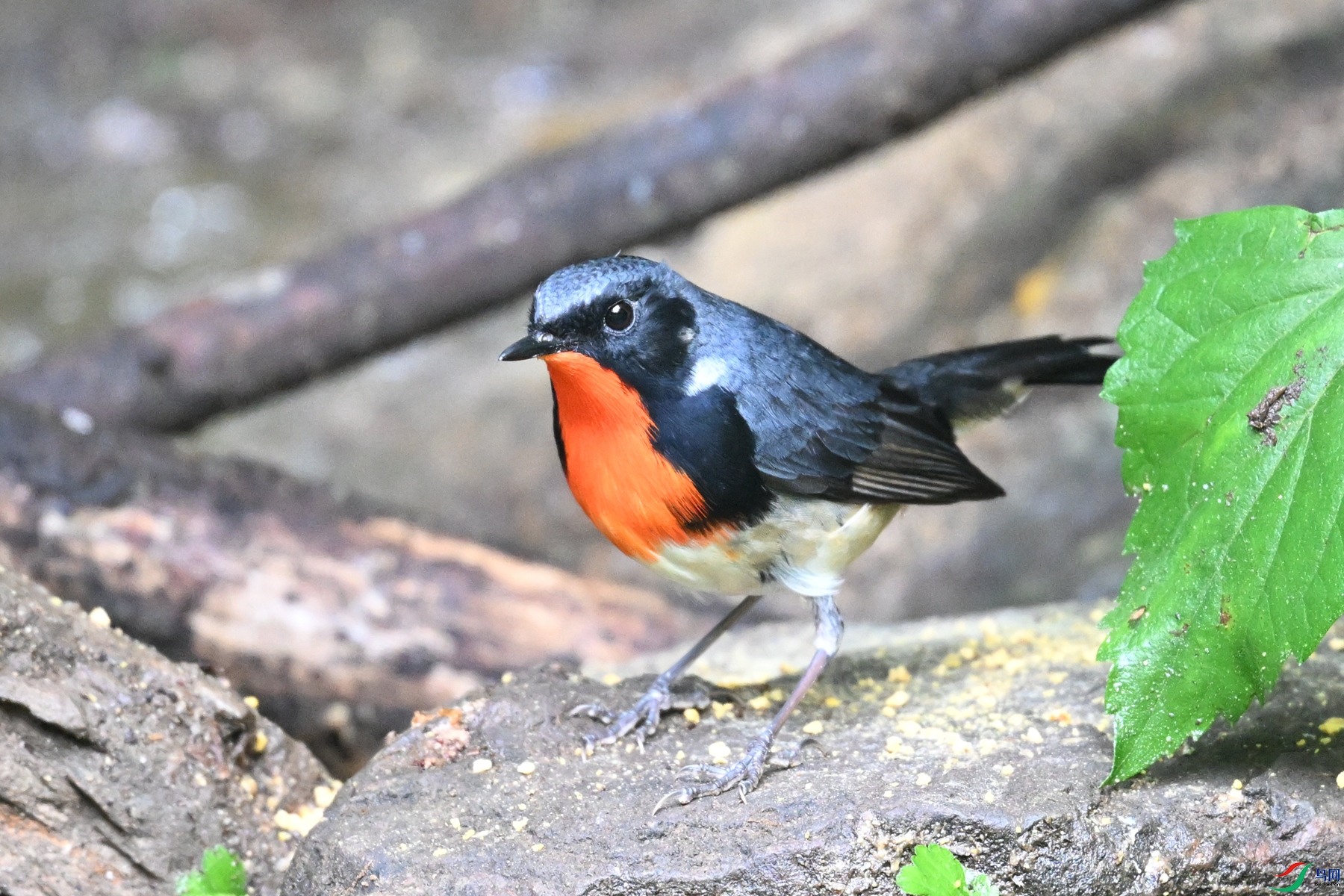 DSC_7322.JPG