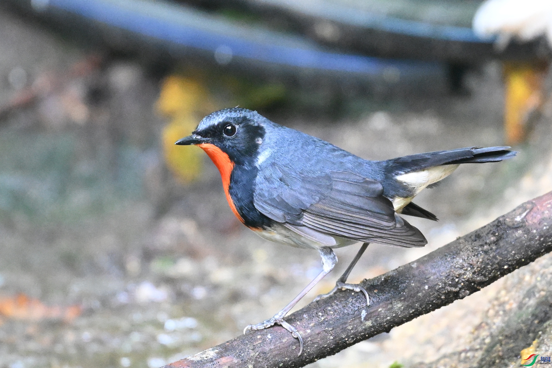 DSC_7300.JPG
