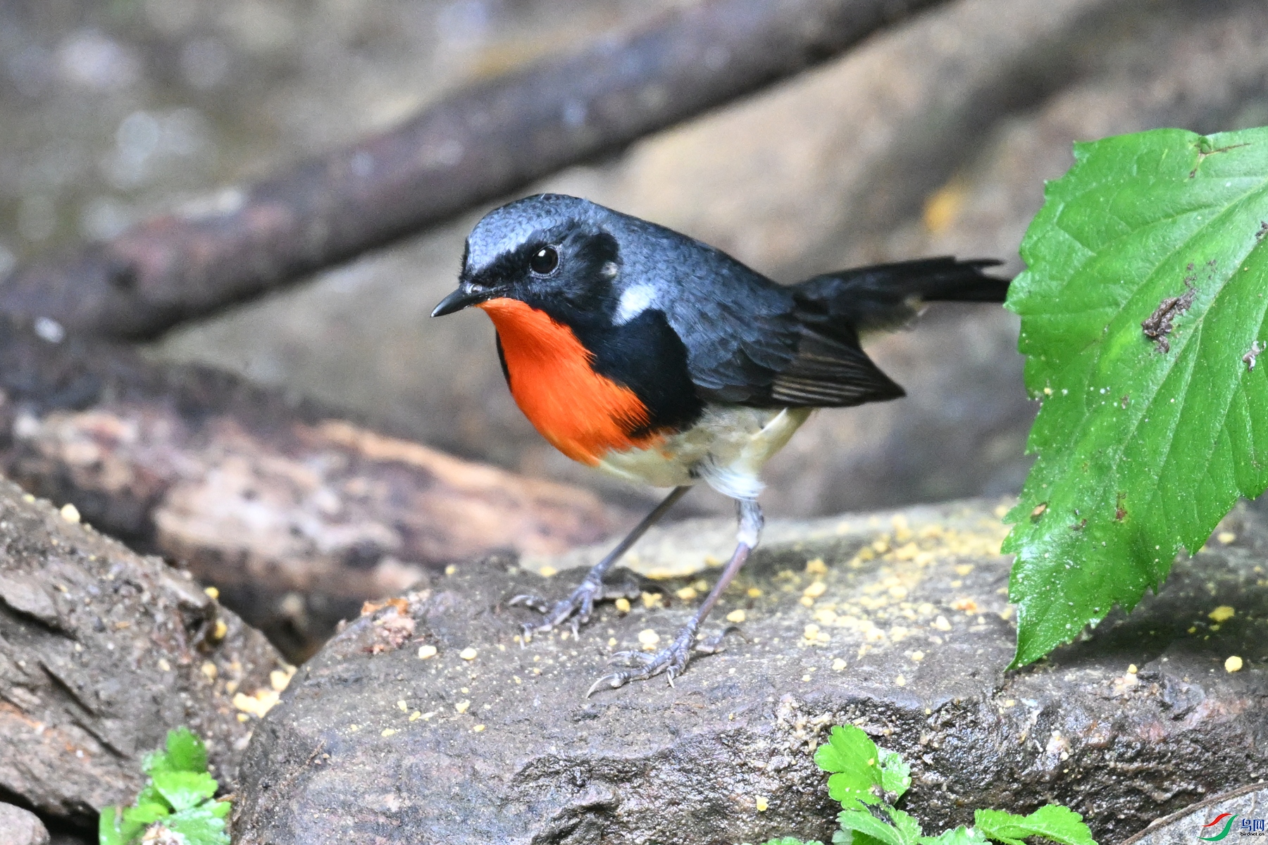 DSC_7325.JPG