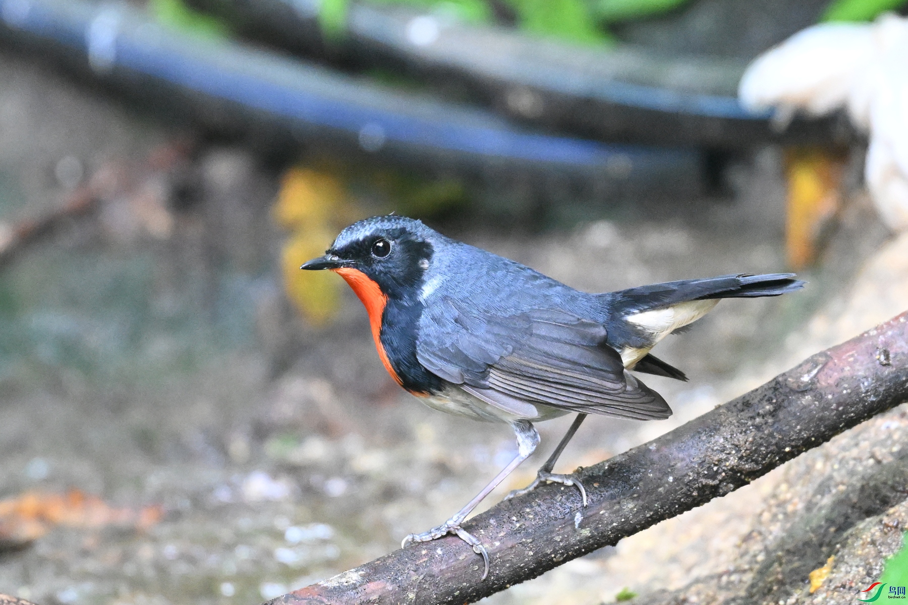 DSC_7301.JPG
