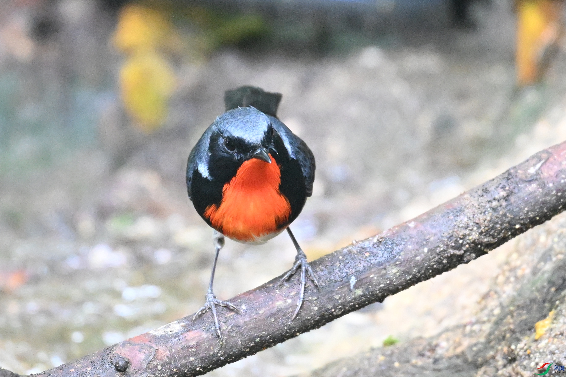 DSC_7308.JPG