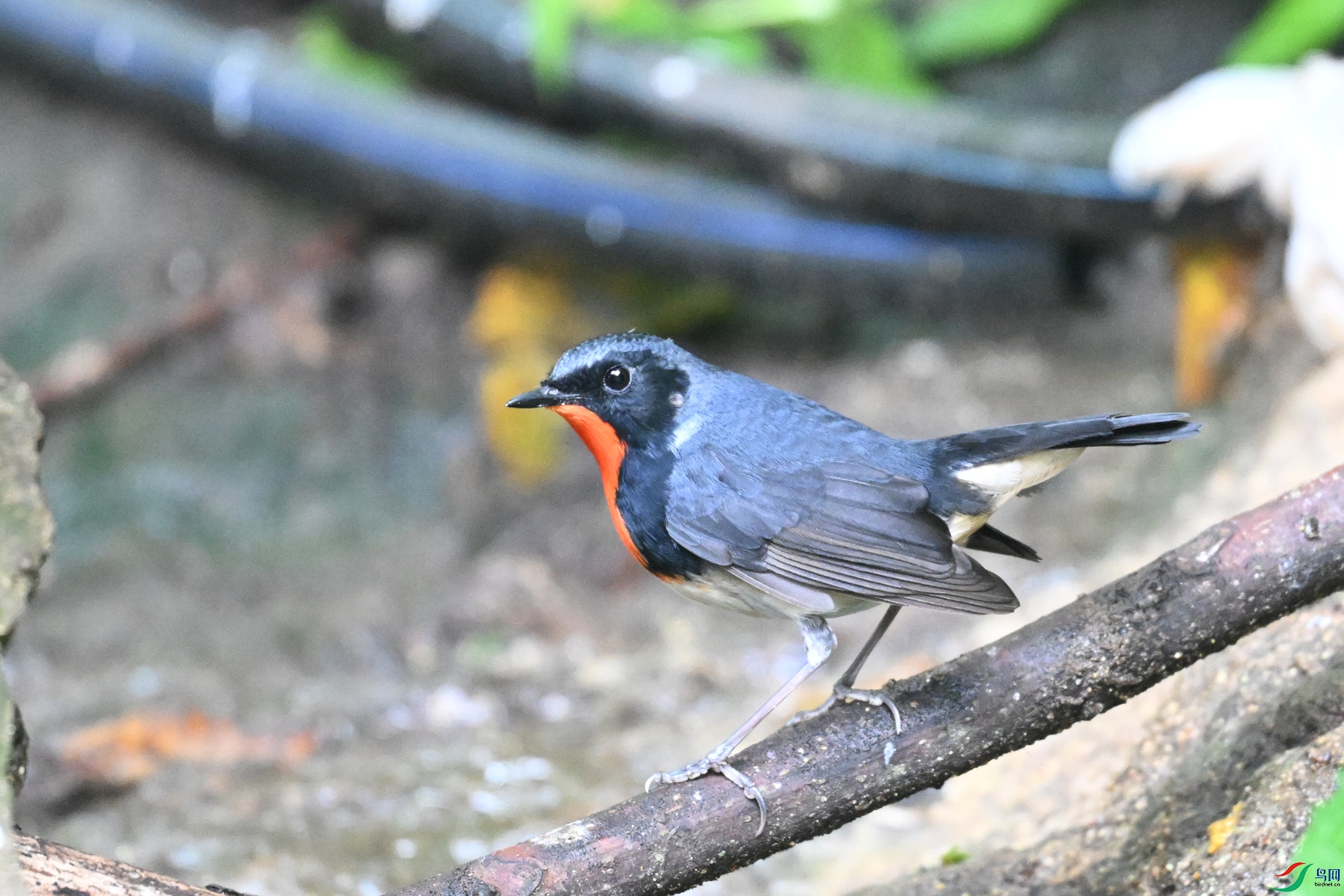 DSC_7303.JPG