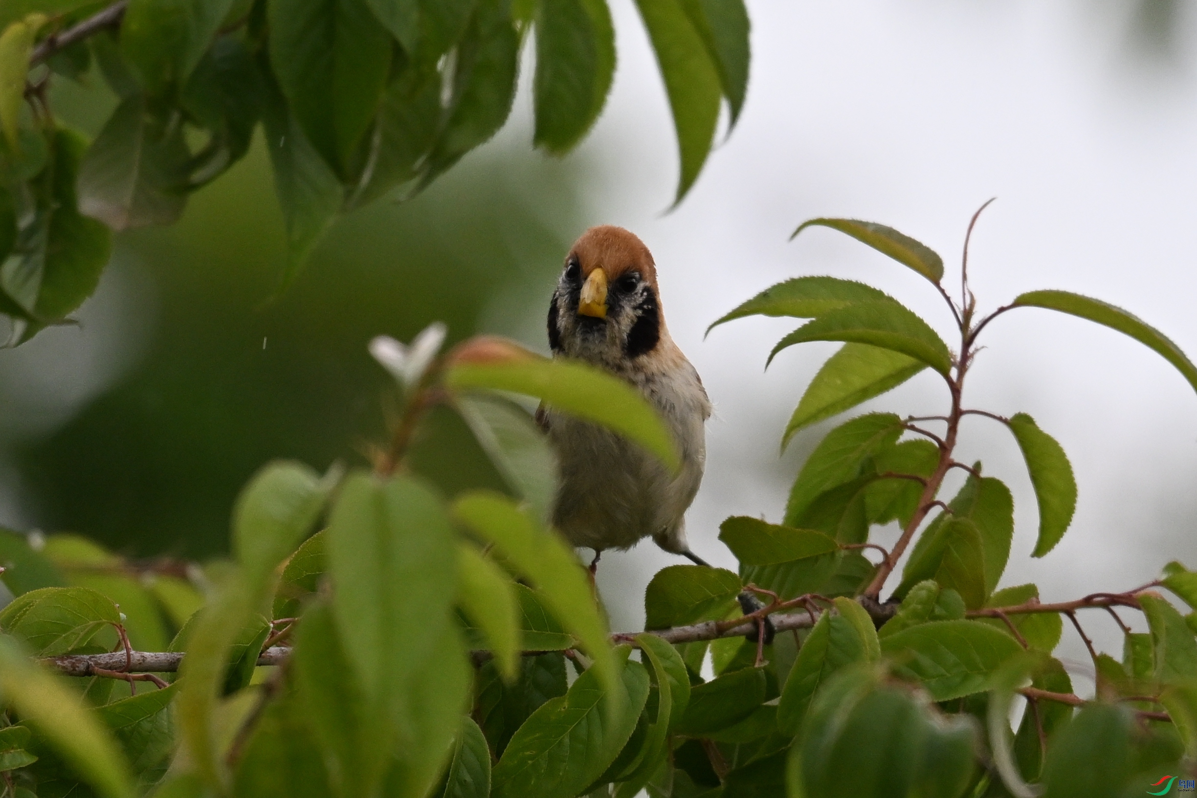 DSC_7424.JPG