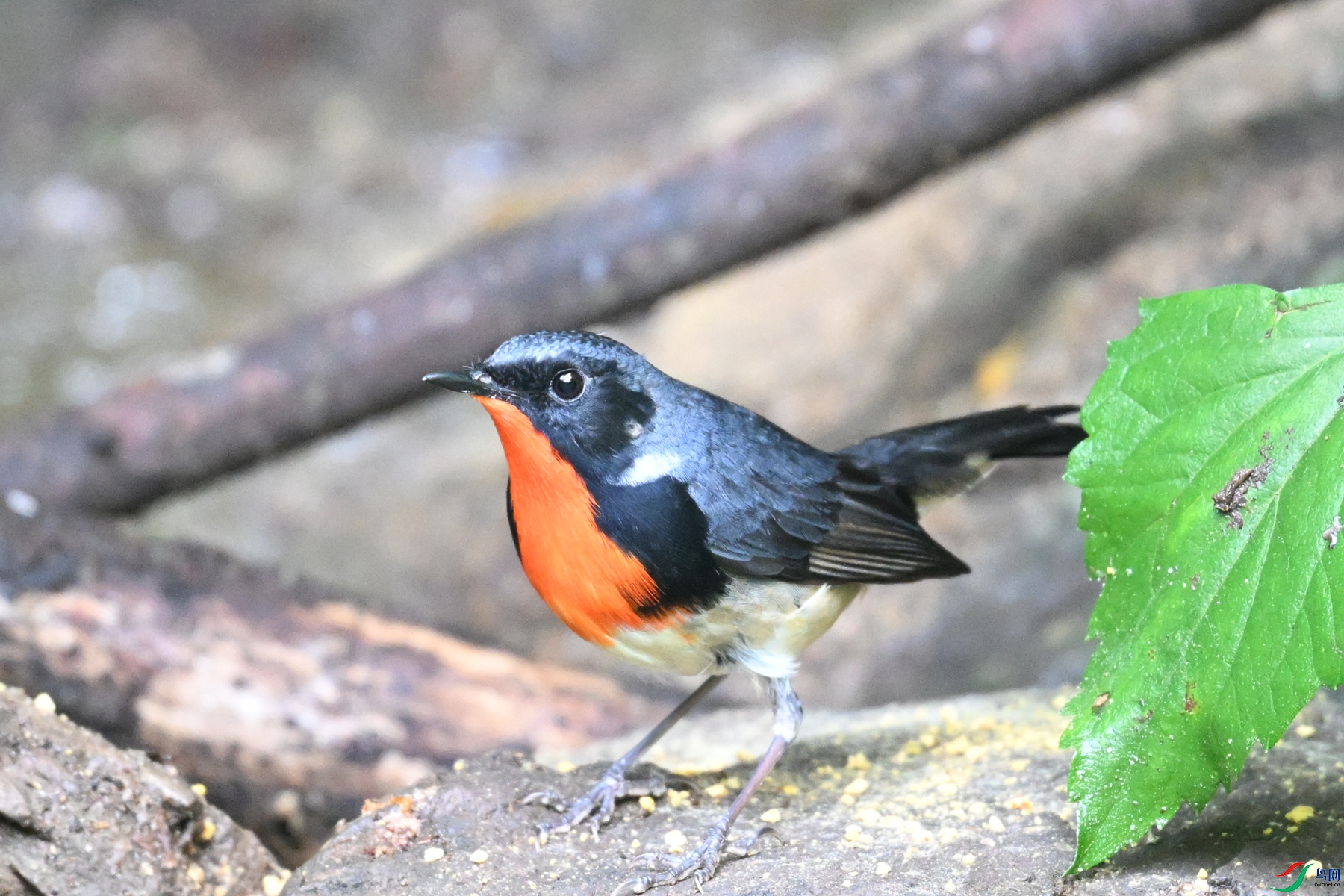 DSC_7314.JPG