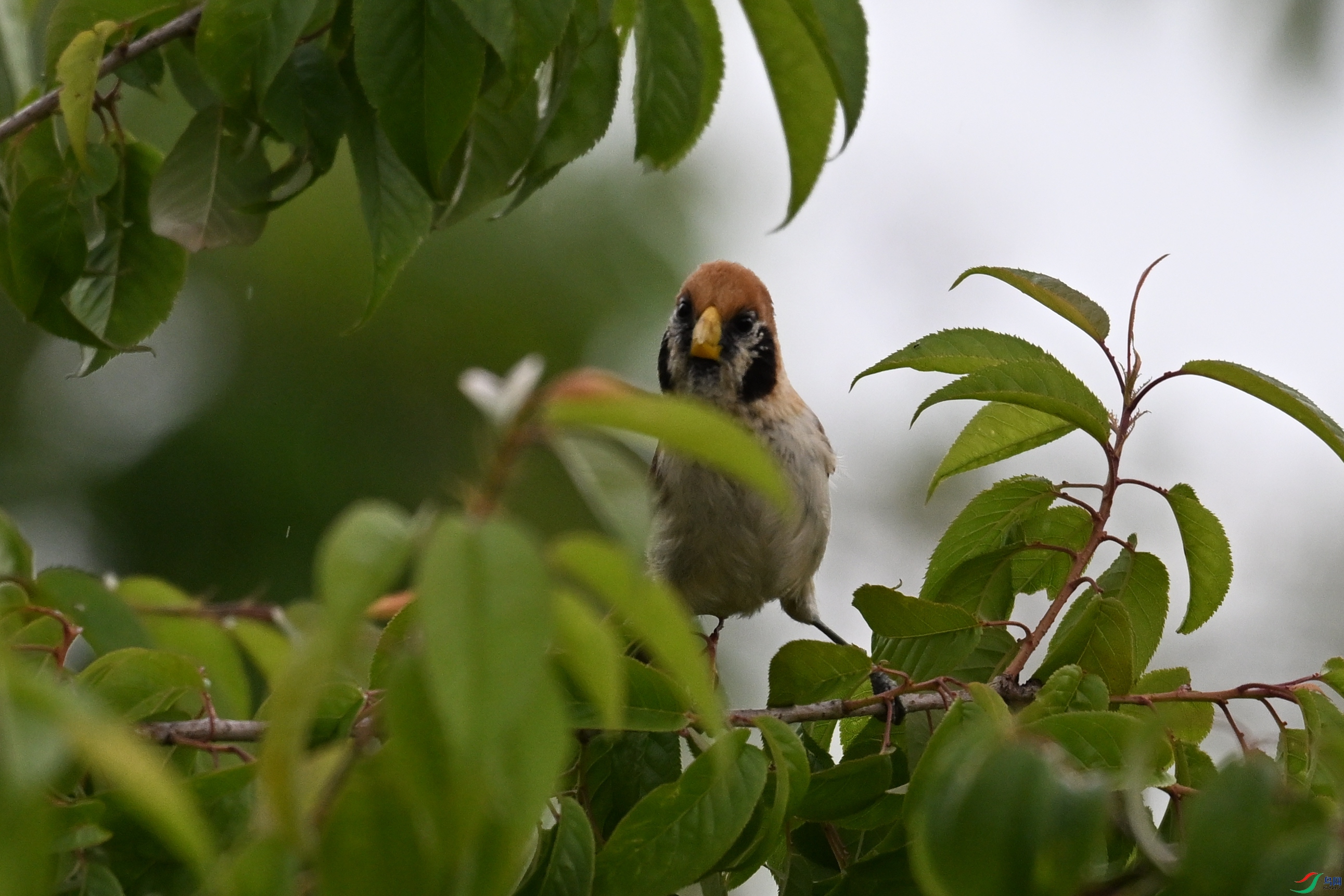 DSC_7425.JPG