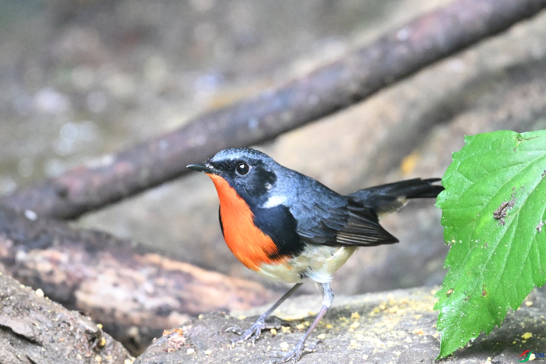 DSC_7316.JPG
