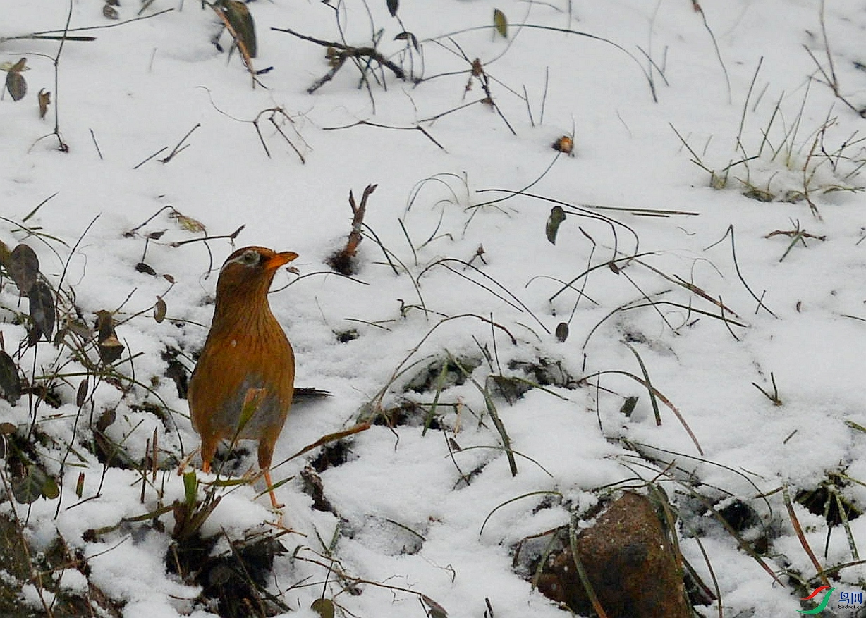 DSC_4865.jpg