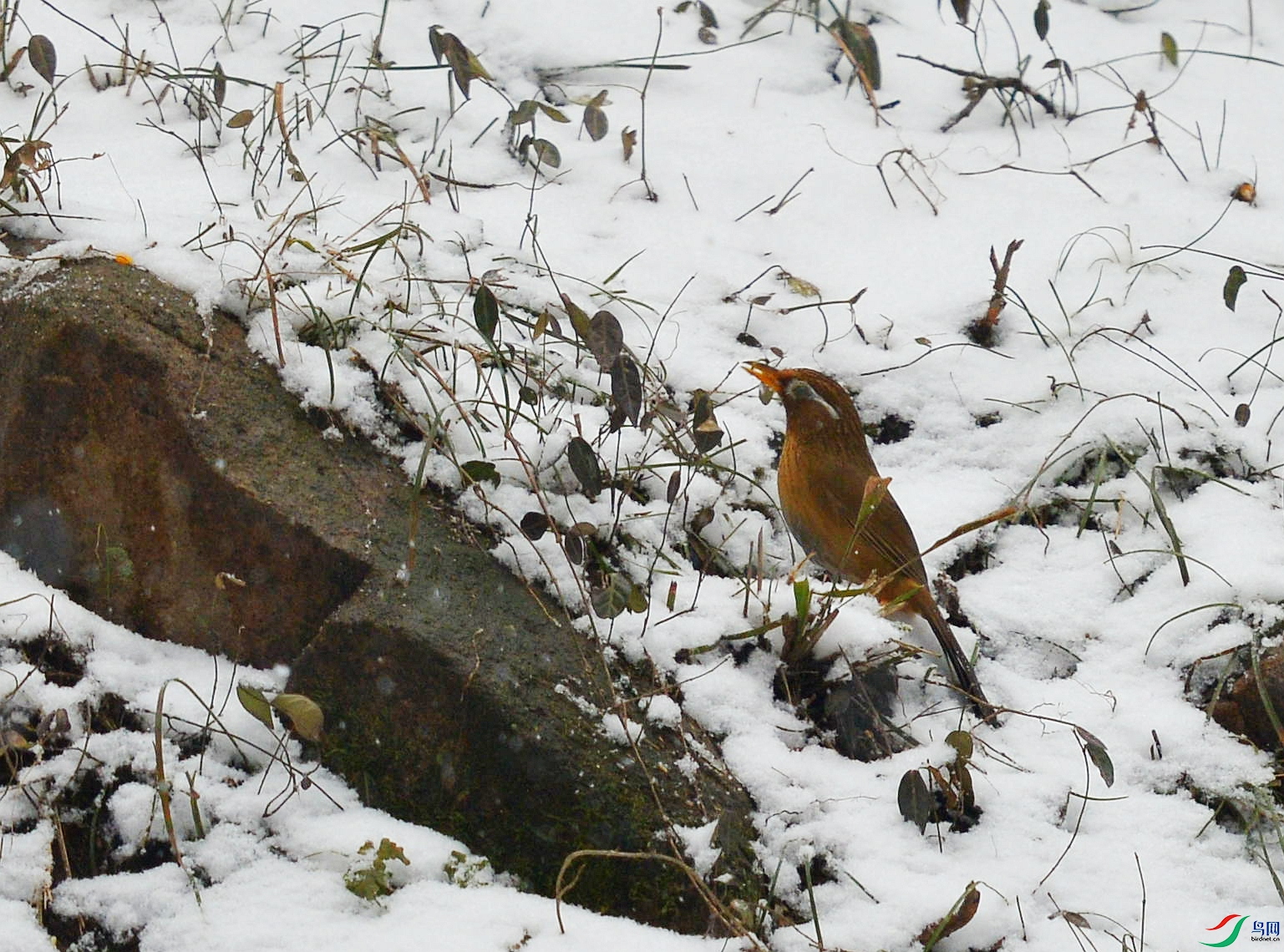 DSC_4863.jpg
