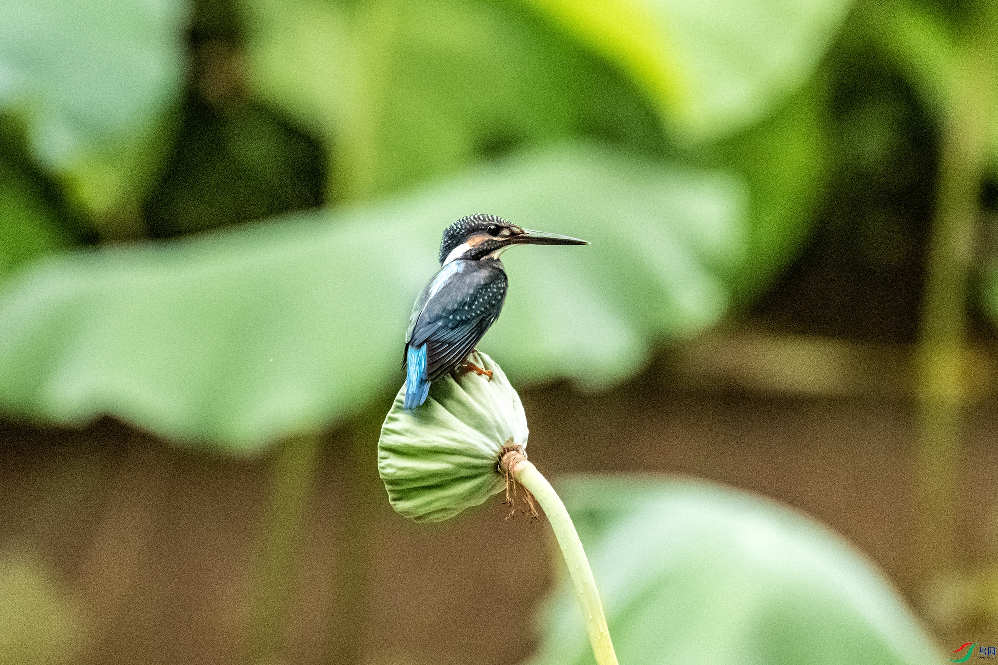 DSC_7759.jpg