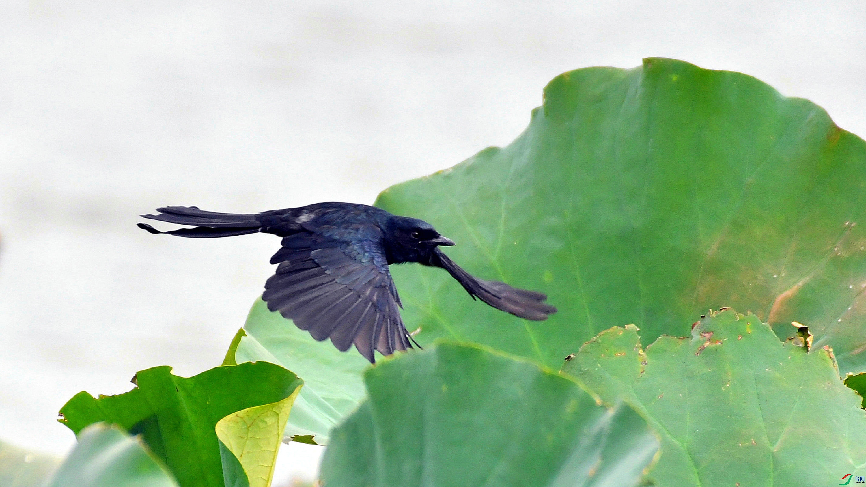 DSC_7951.JPG