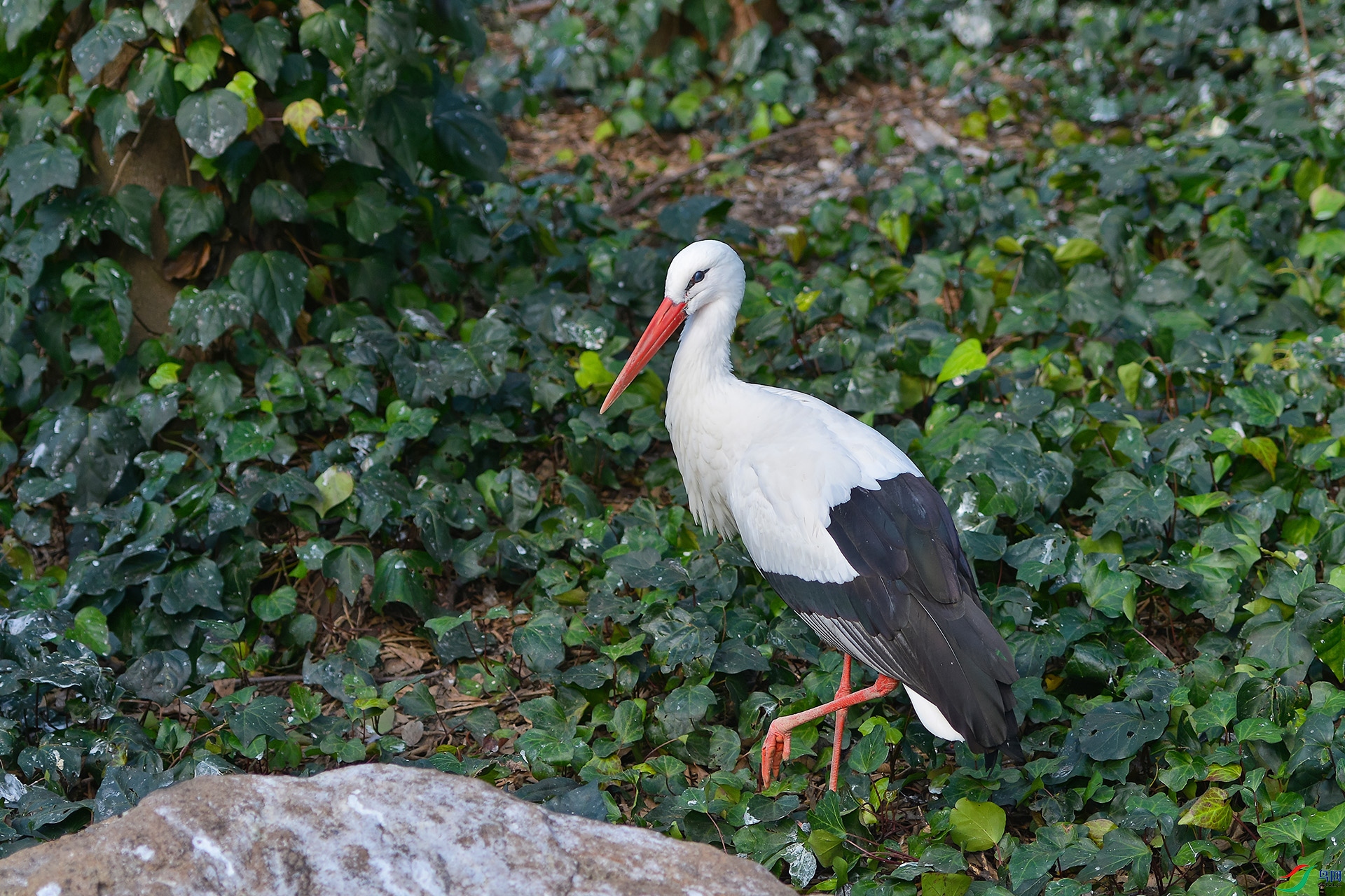 DSC_3336_DxO.jpga.jpg