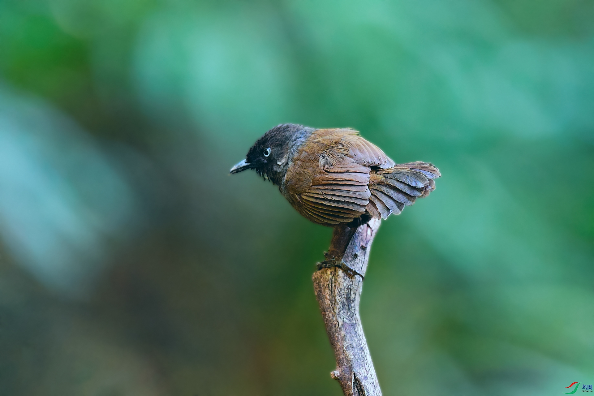 DSC_2255_DxO.jpga.jpg