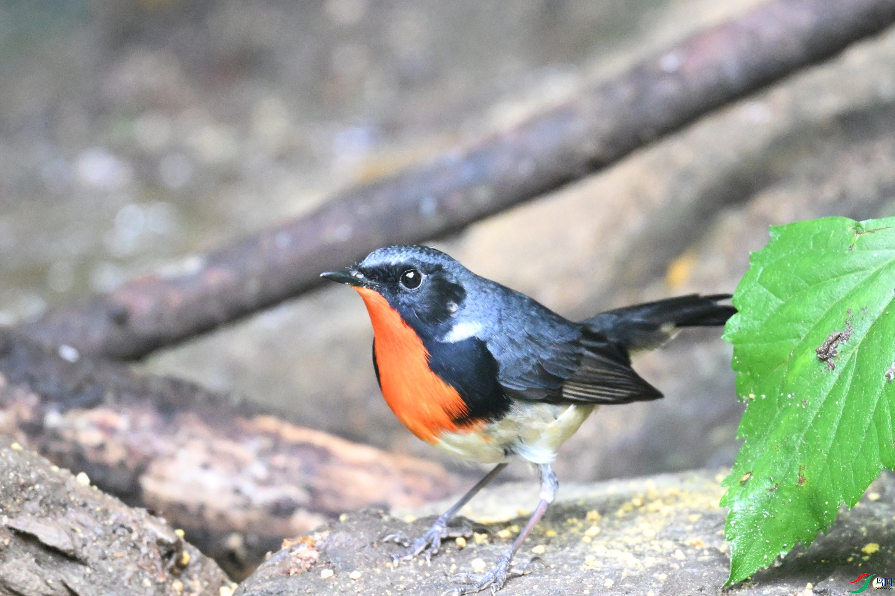 DSC_7317.JPG