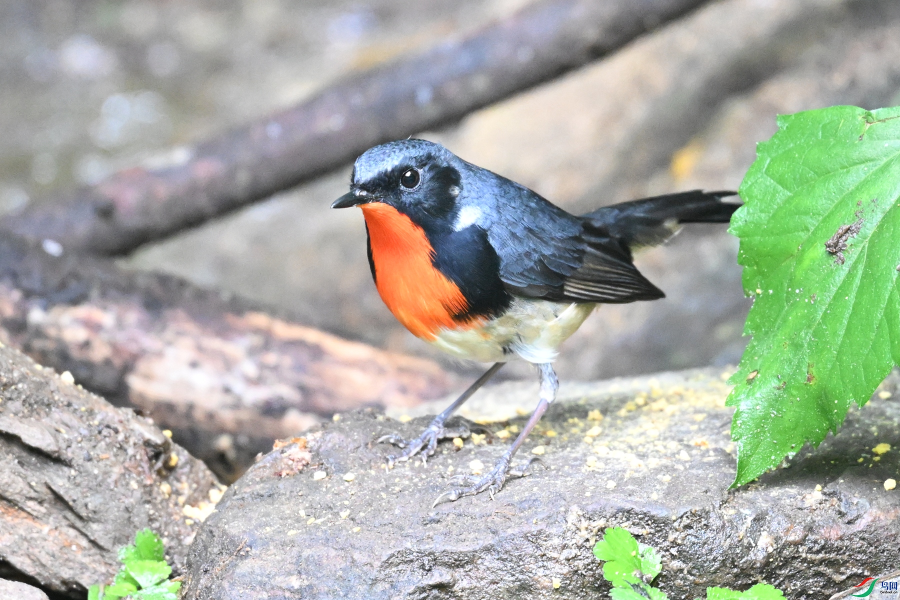 DSC_7319.JPG