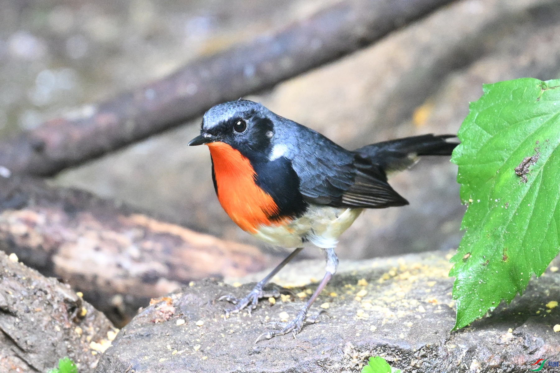 DSC_7320.JPG