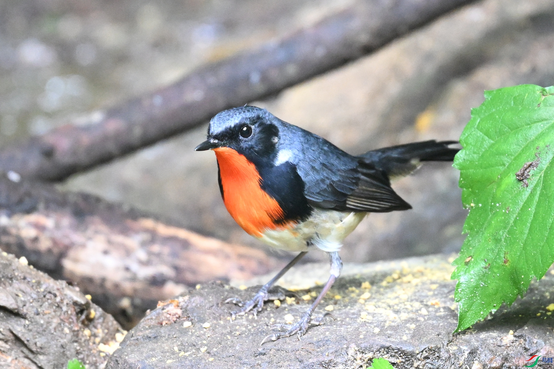 DSC_7321.JPG