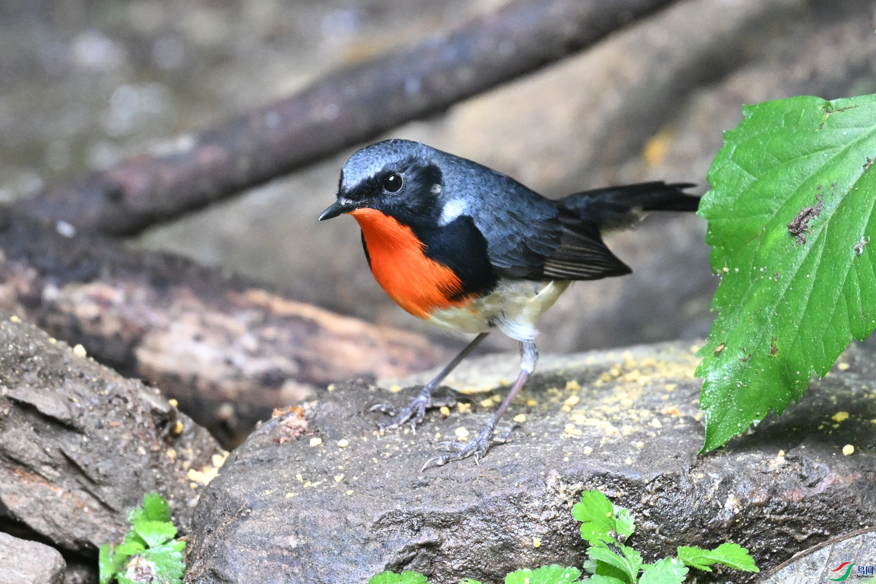 DSC_7324.JPG