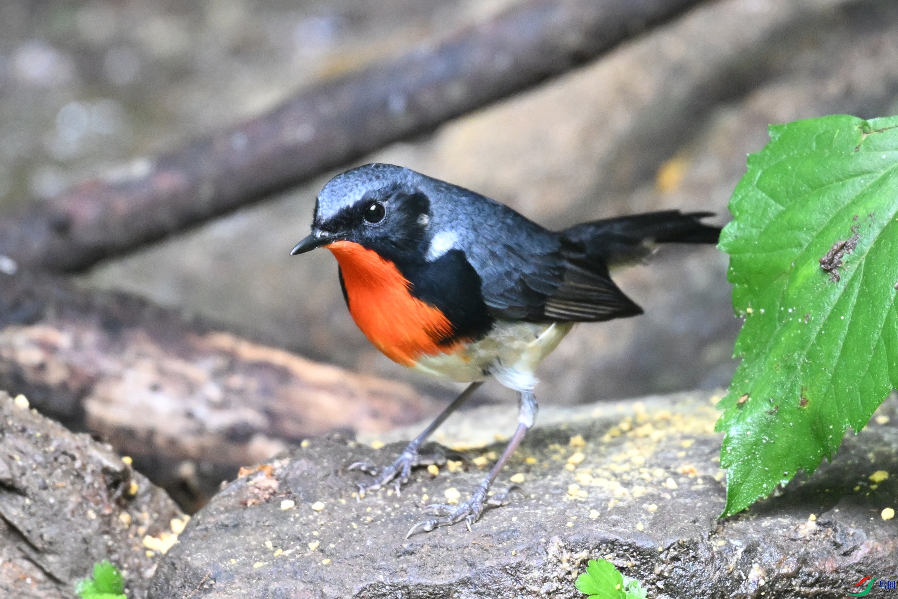 DSC_7326.JPG