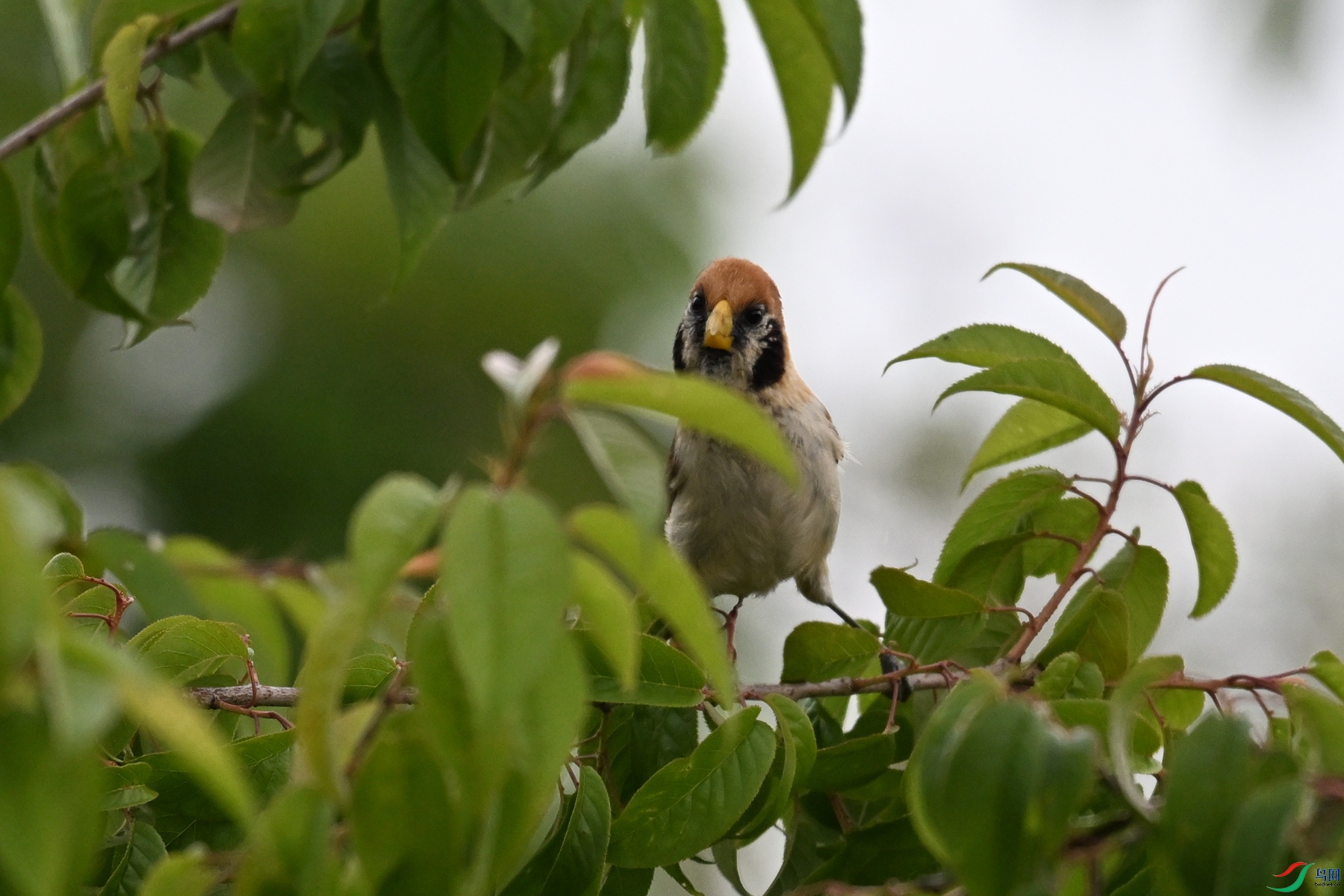 DSC_7426.JPG