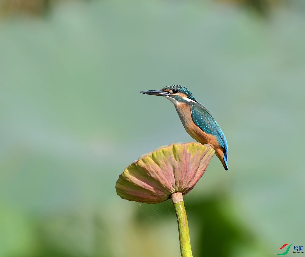 DSC_1361_��ͼ��_����.jpg