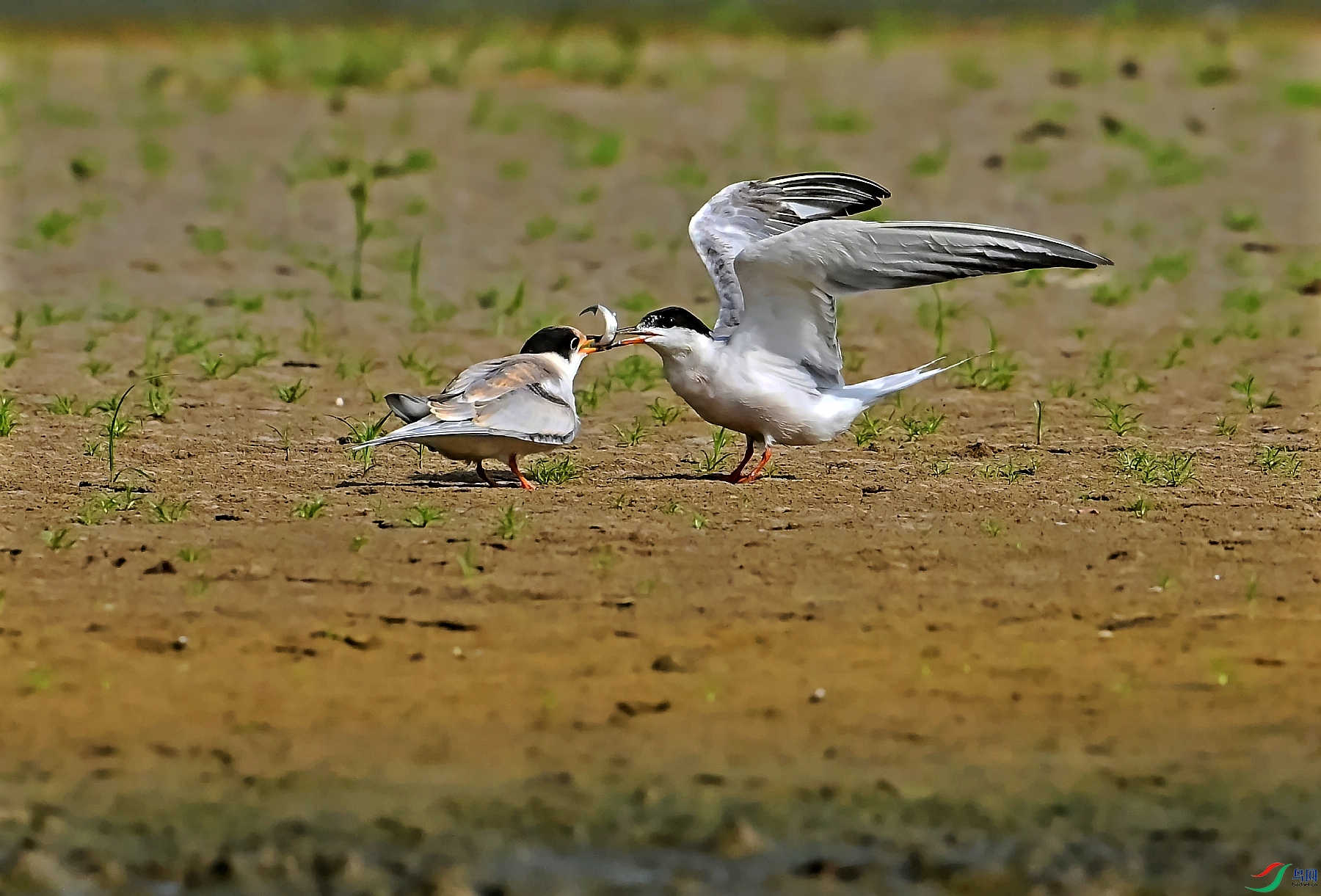 DSC_0862---_conew1.jpg