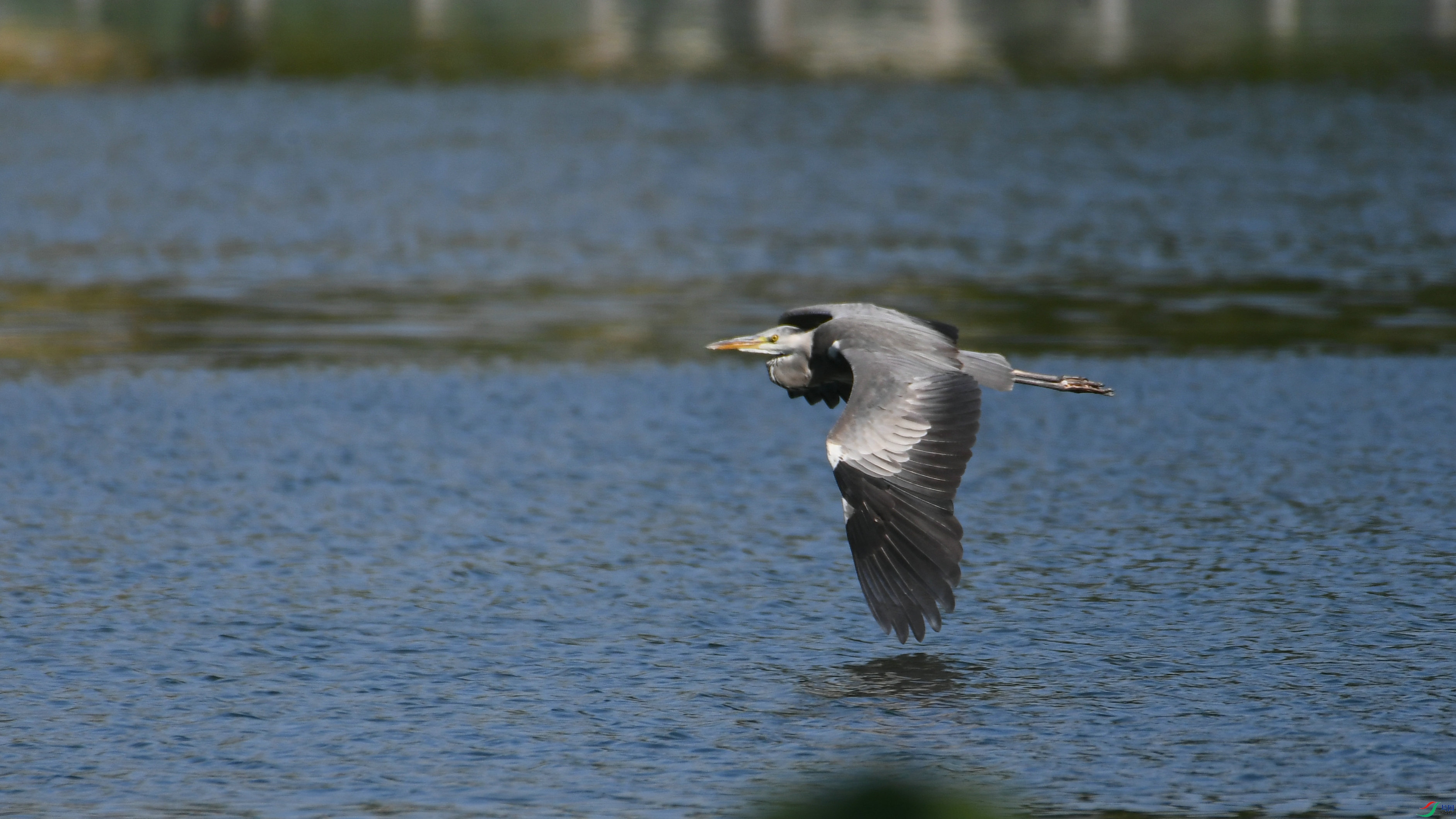 DSC_8938.JPG