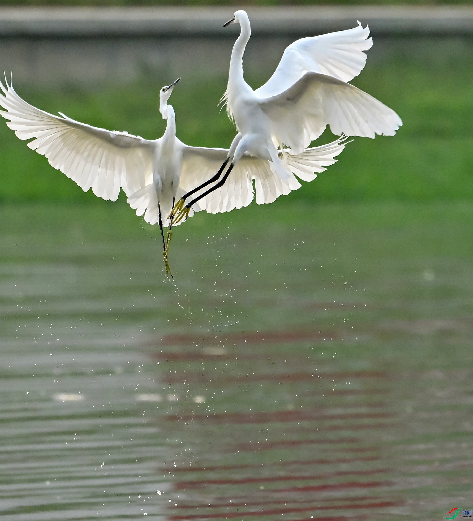 DSC_2902---_conew1.jpg