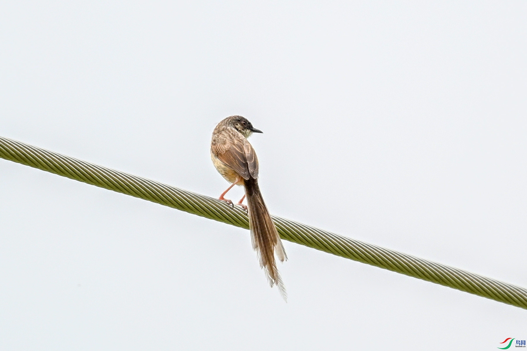 DSC_7381.JPG