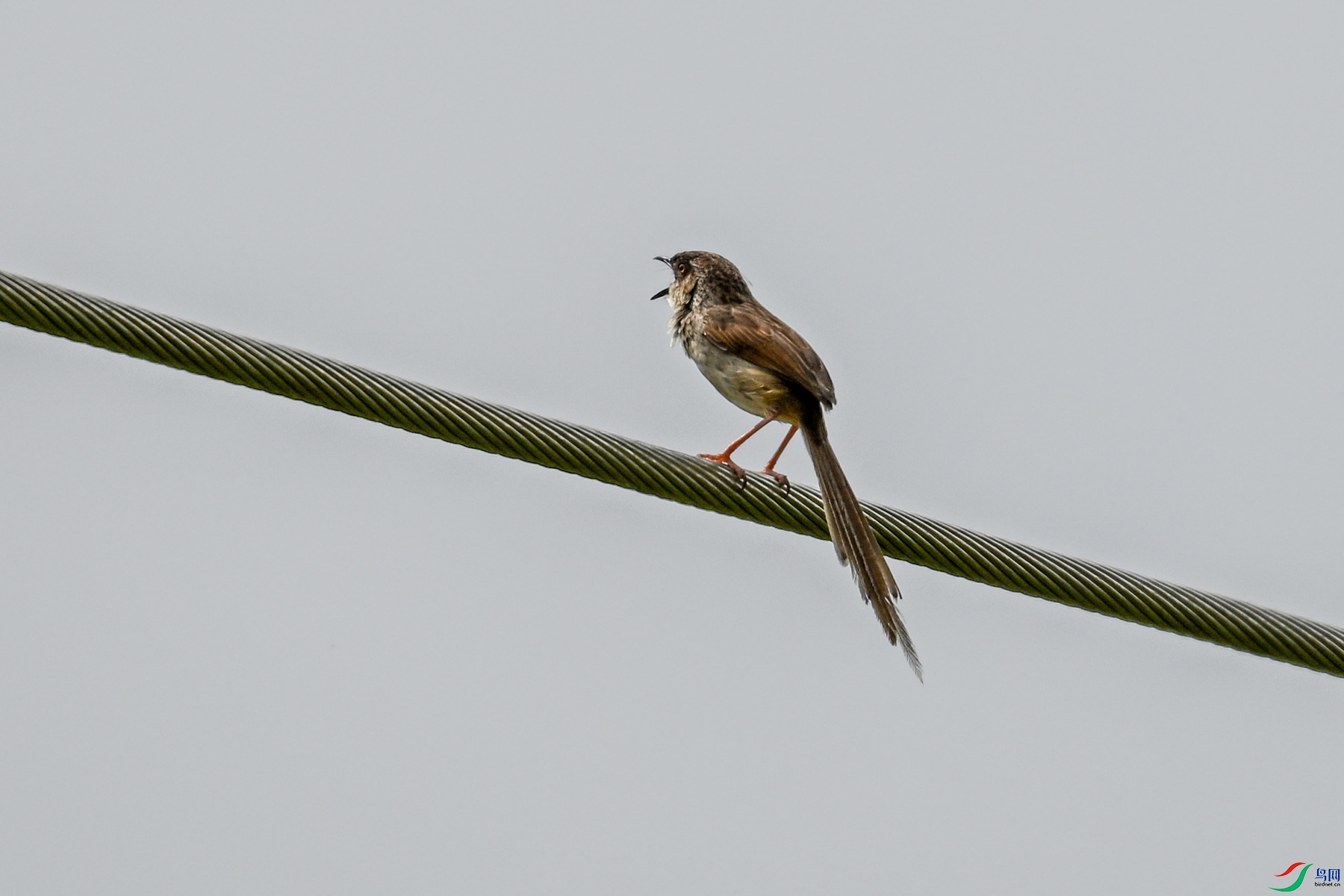 DSC_7365.JPG