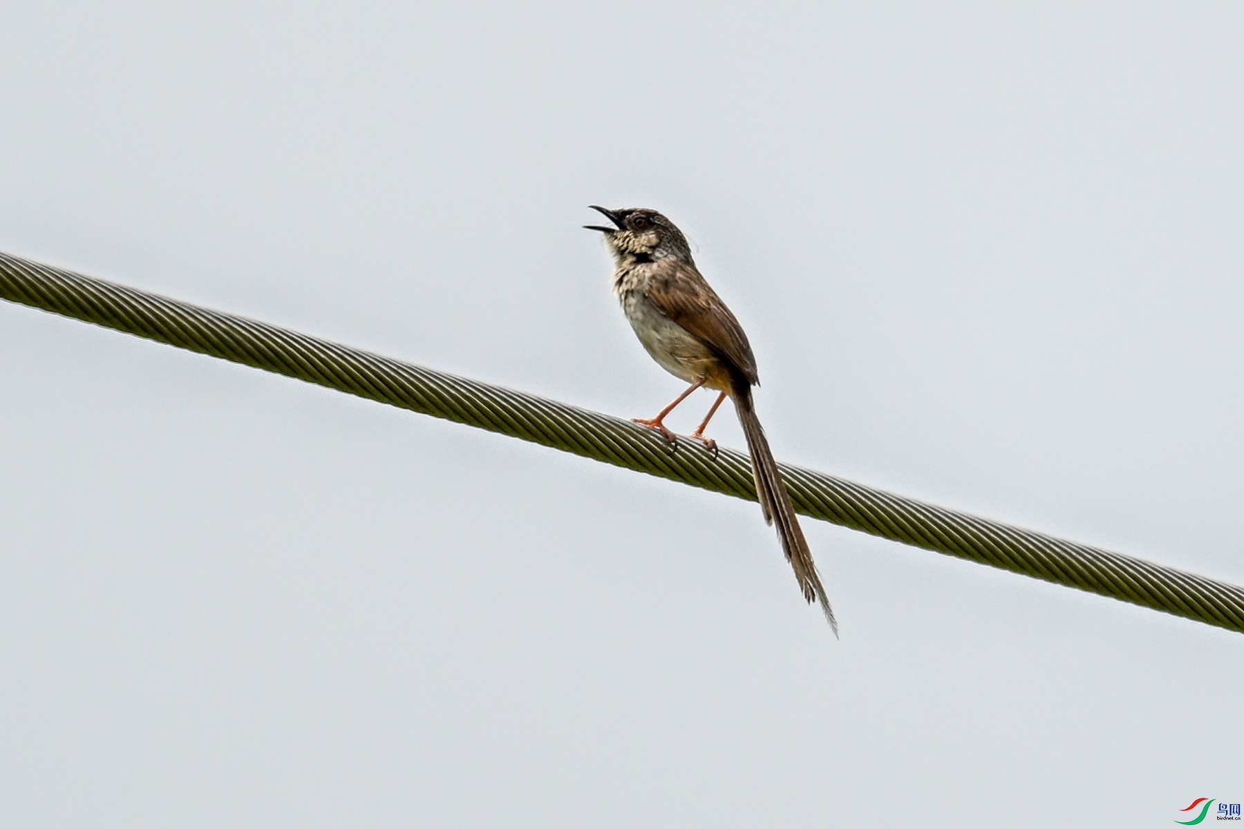 DSC_7366.JPG