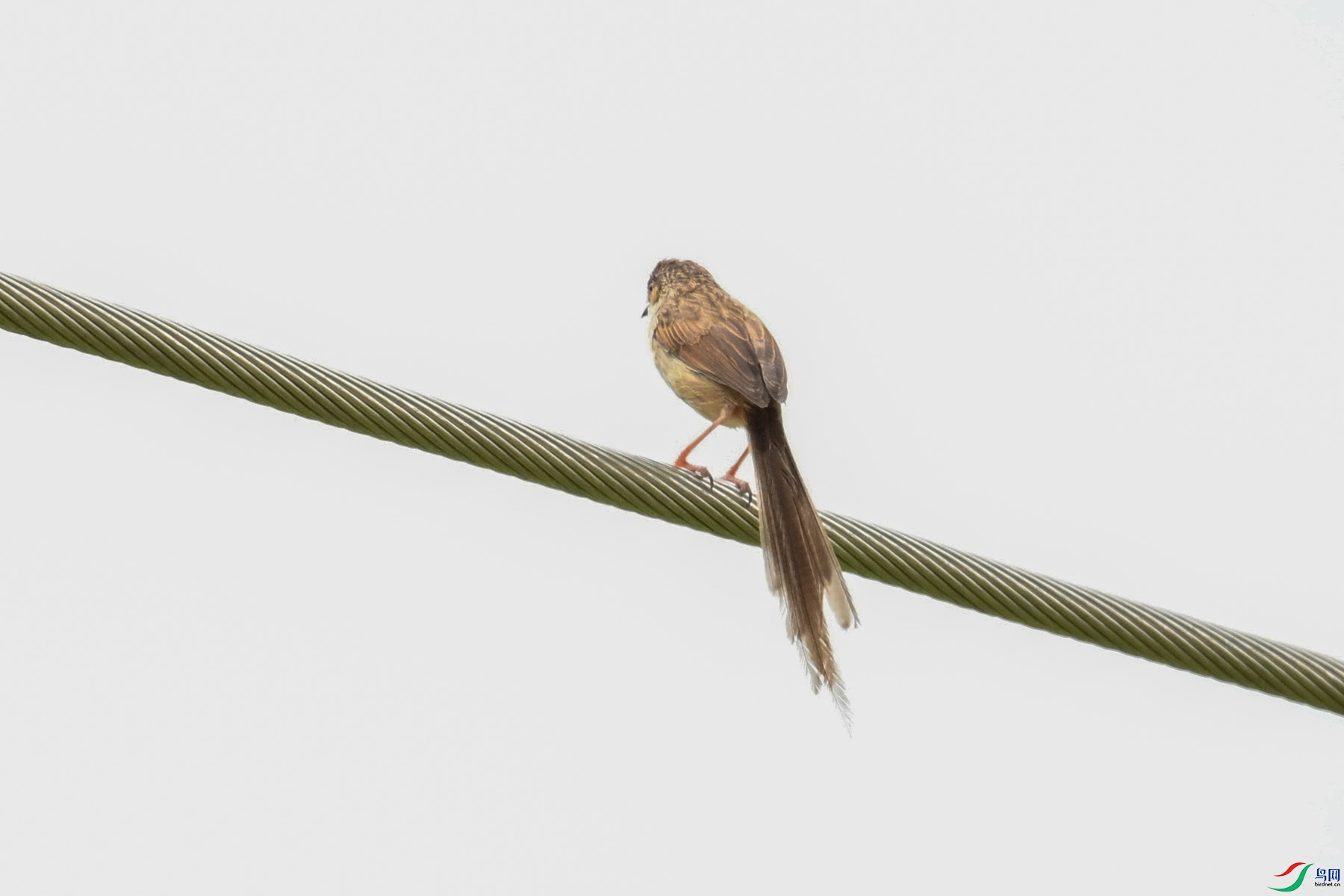DSC_7385.JPG