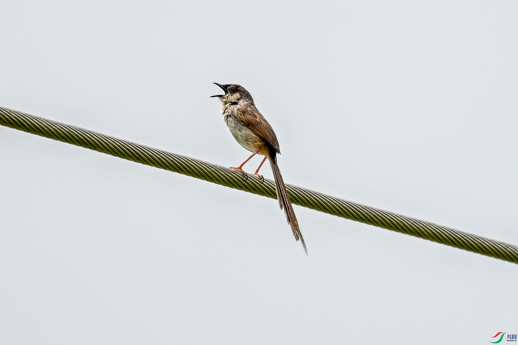 DSC_7367.JPG