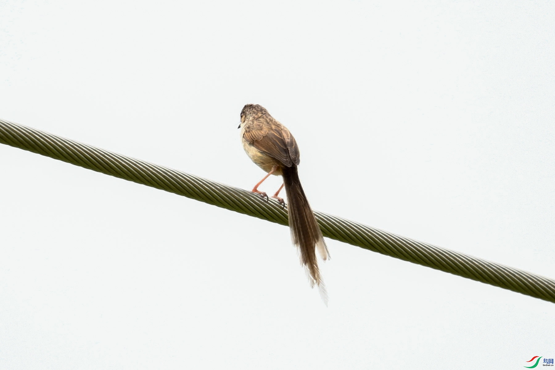 DSC_7387.JPG