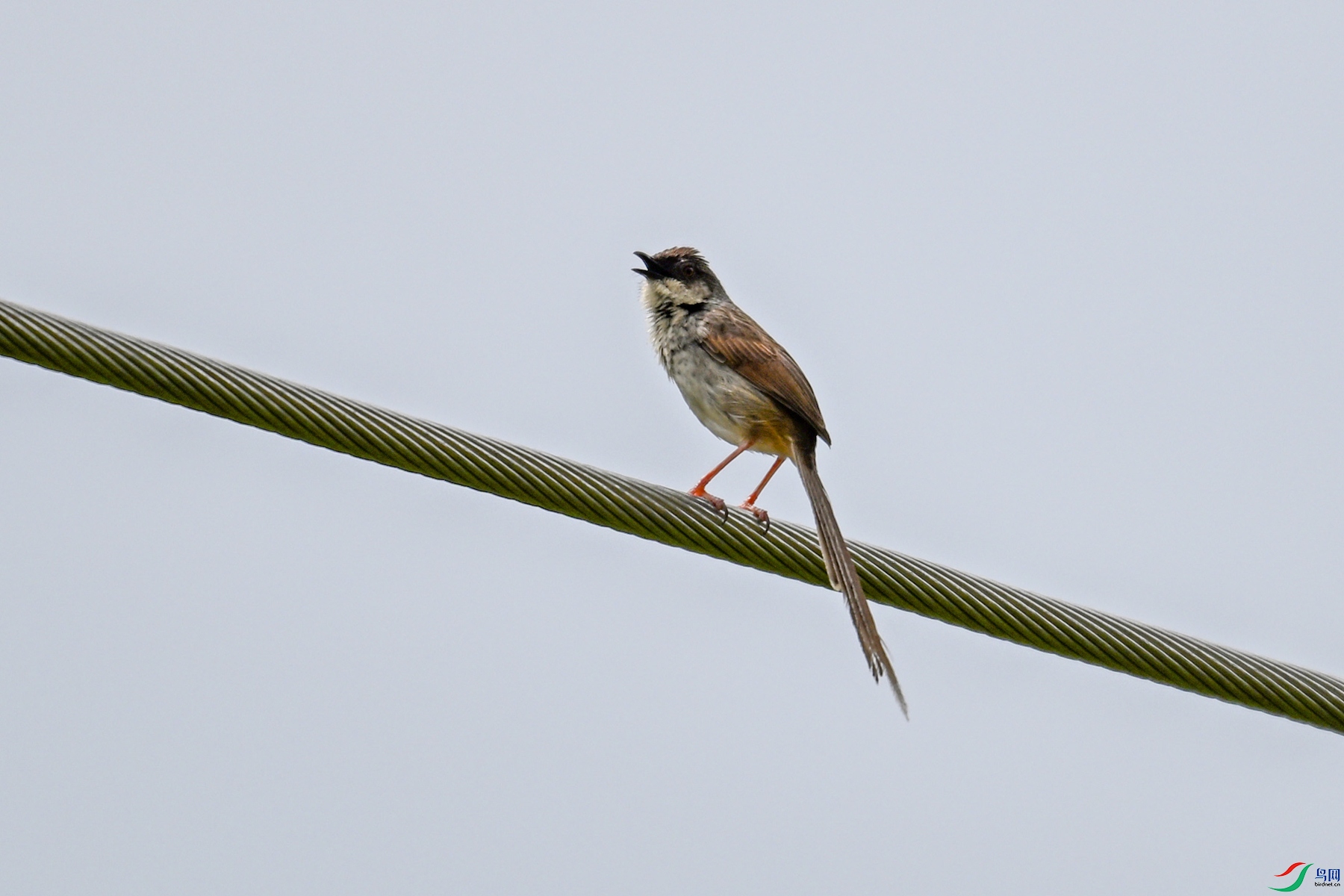 DSC_7370.JPG