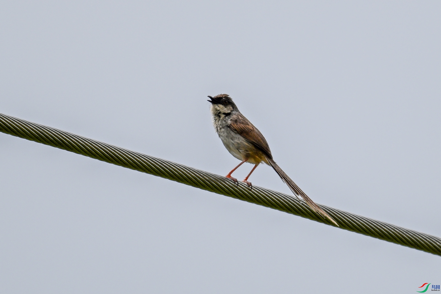 DSC_7372.JPG