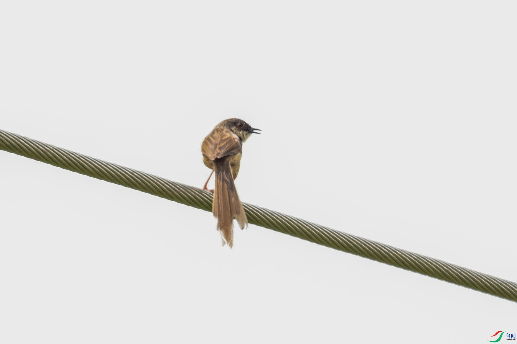 DSC_7393.JPG